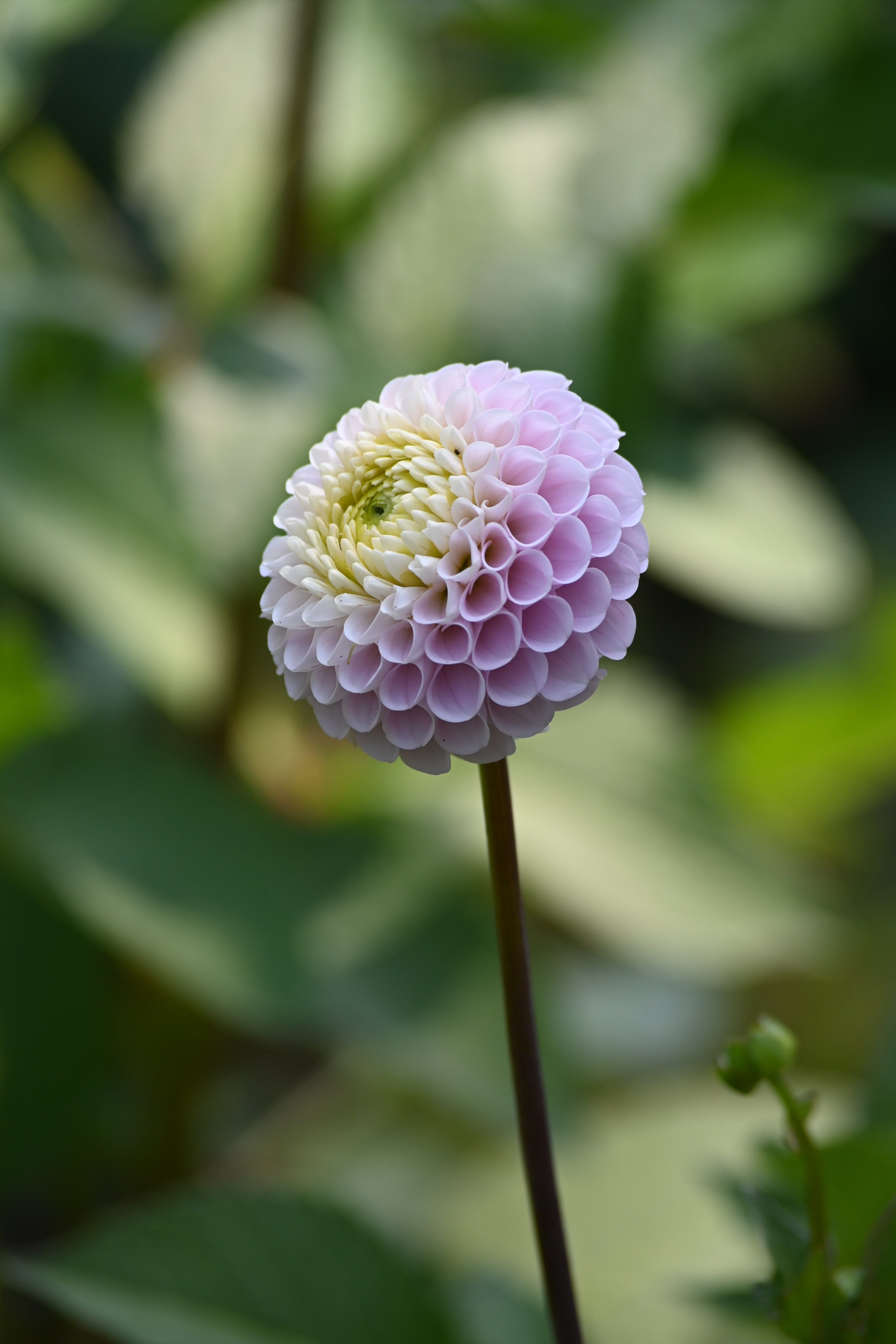 20th Ave Delicada - LIMIT 1