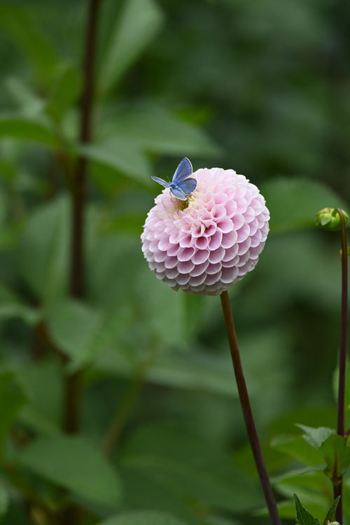 20th Ave Delicada - LIMIT 1