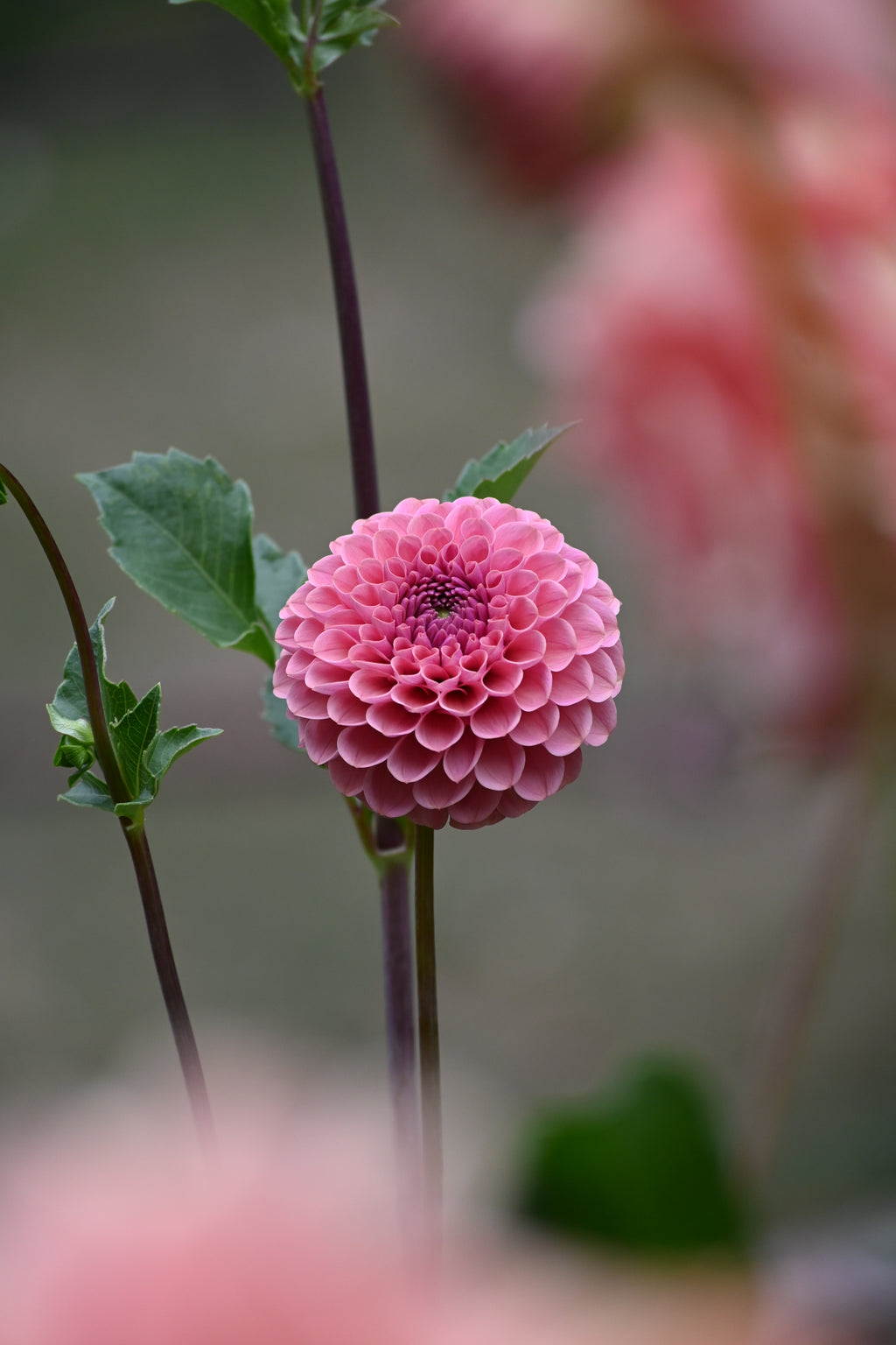 Jun's Rich Rose