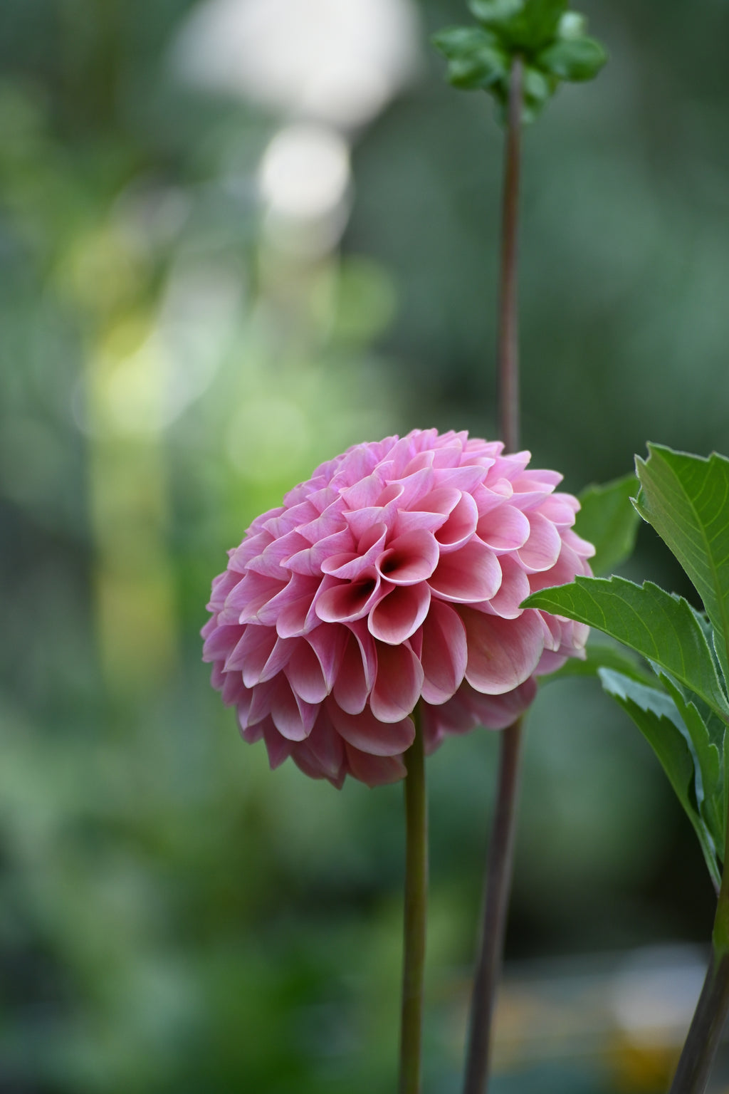 Jun's Rich Rose