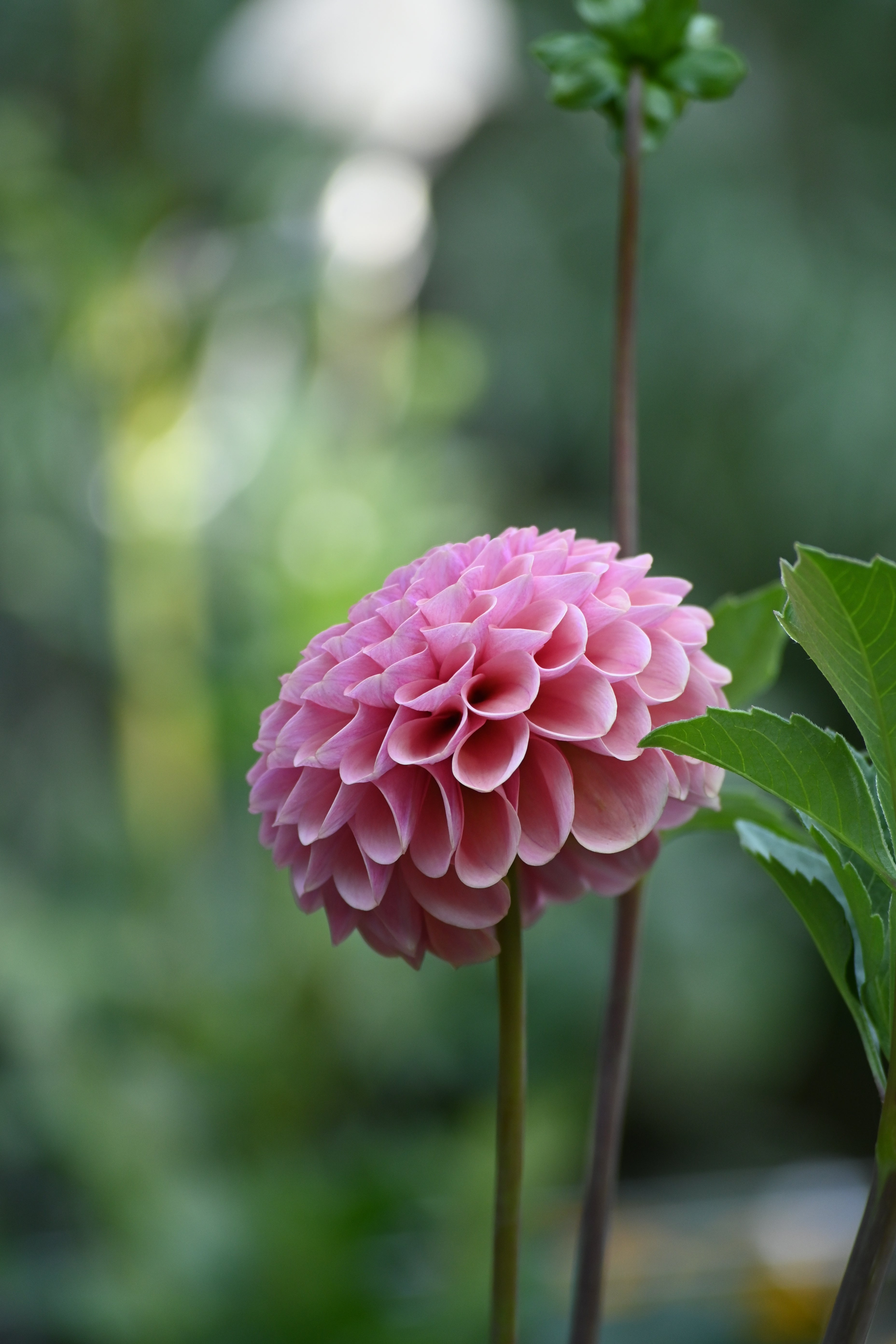Jun's Rich Rose