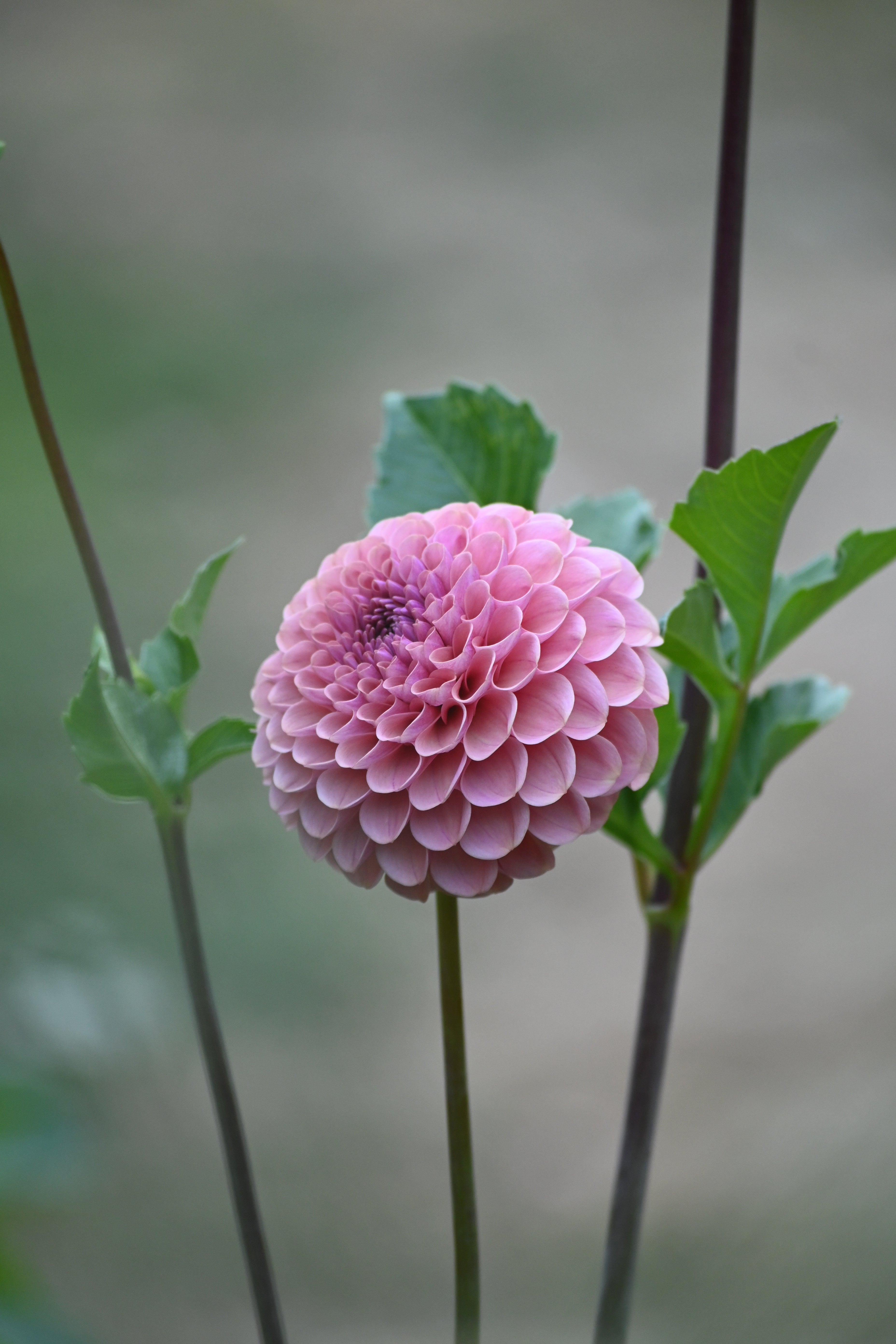Jun's Rich Rose