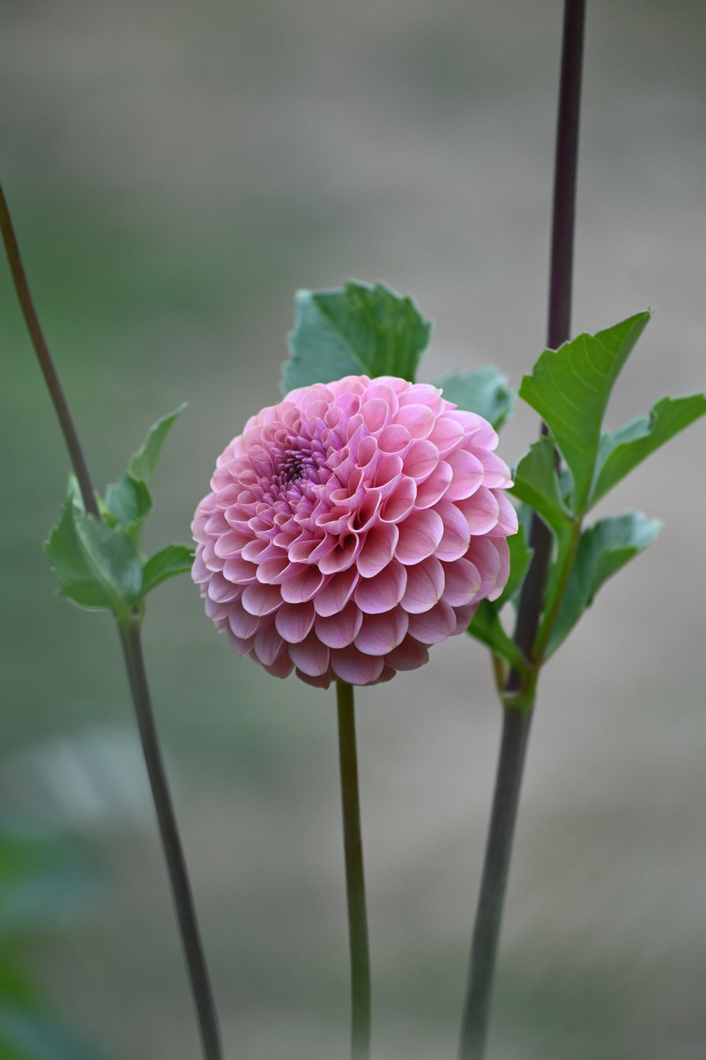 Jun's Rich Rose