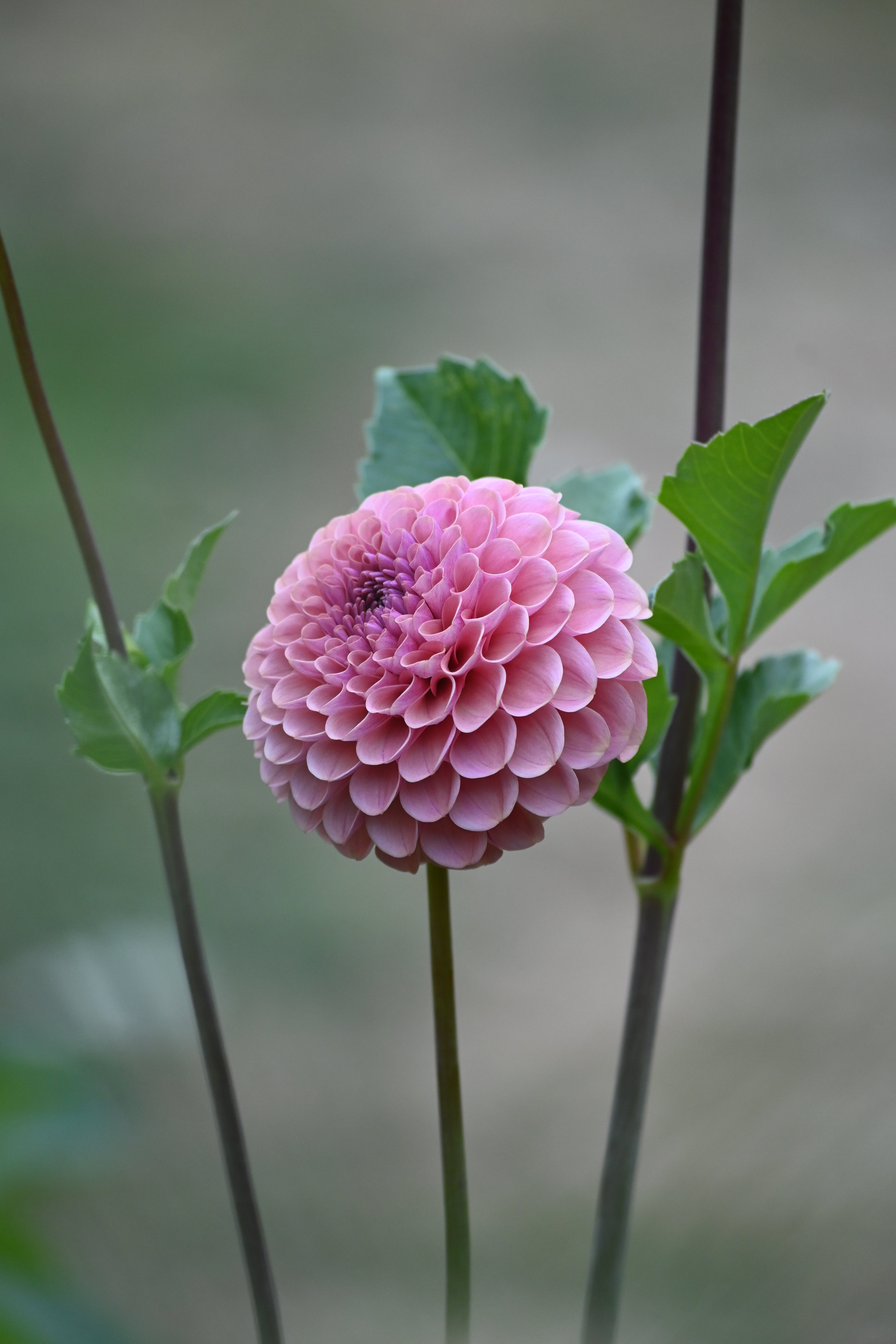 Jun's Rich Rose