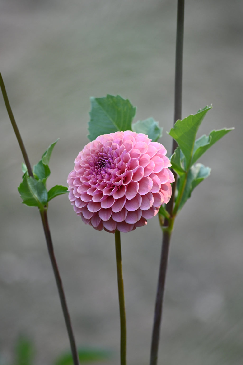 Jun's Rich Rose