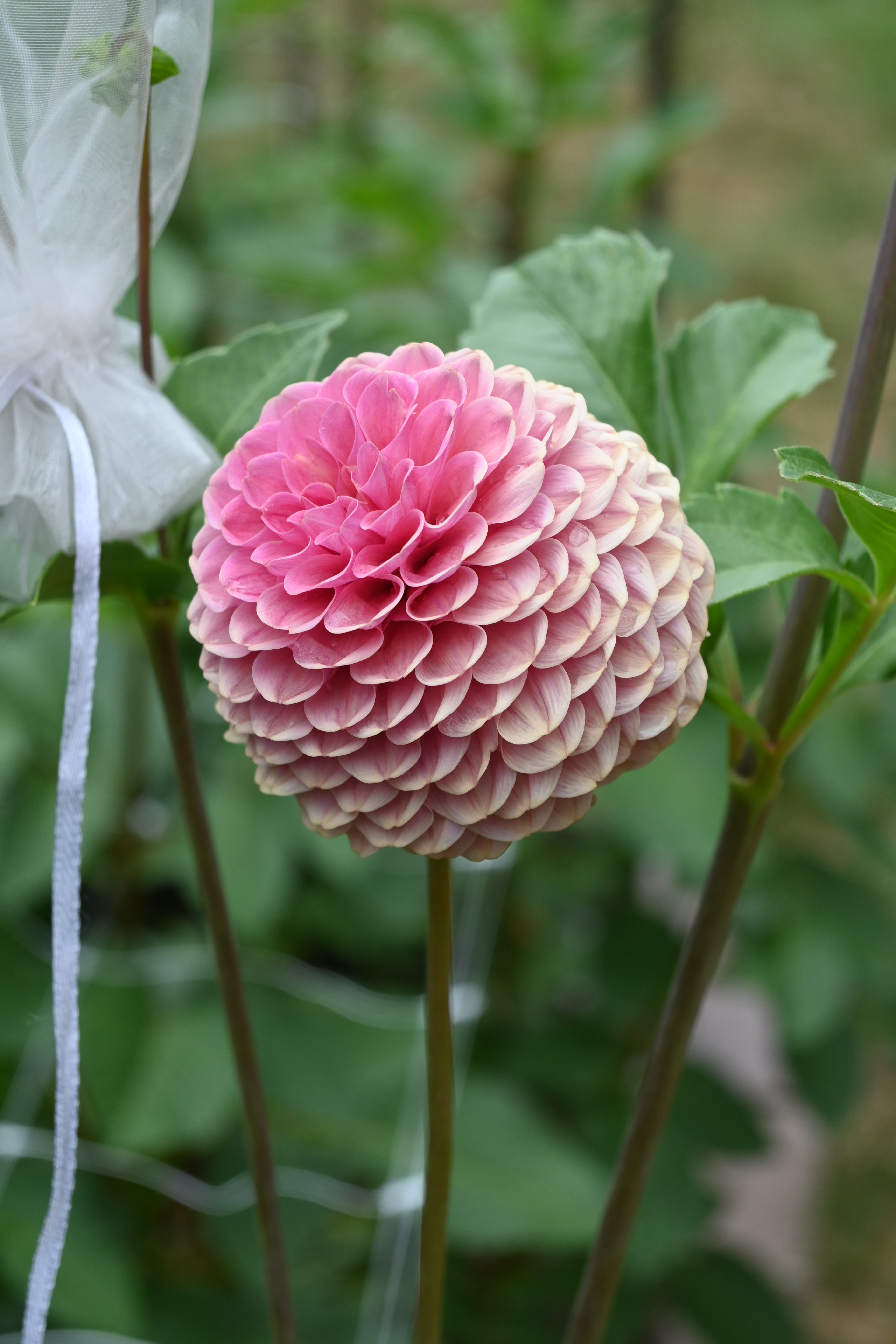 Jun's Rich Rose