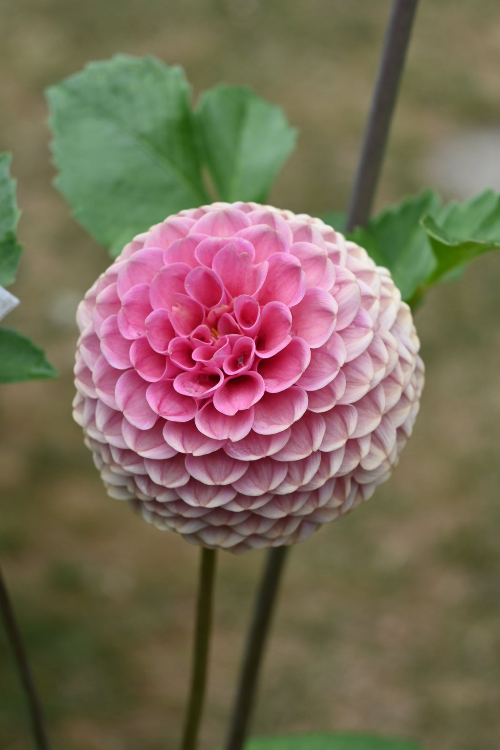 Jun's Rich Rose