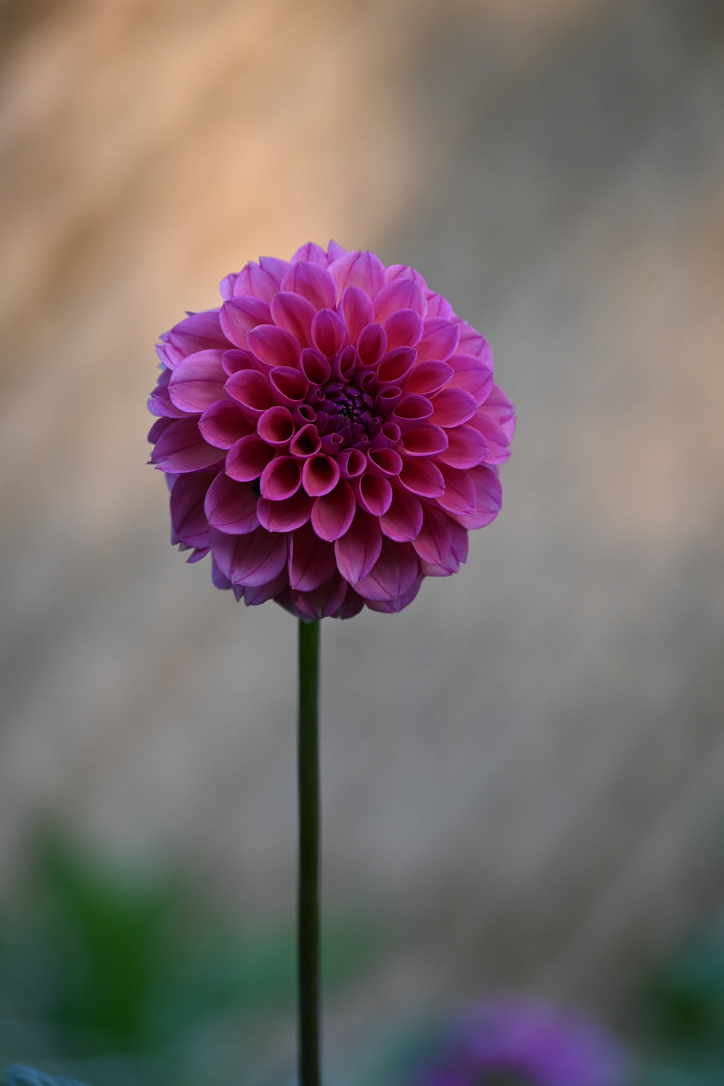 Dark Raspberry