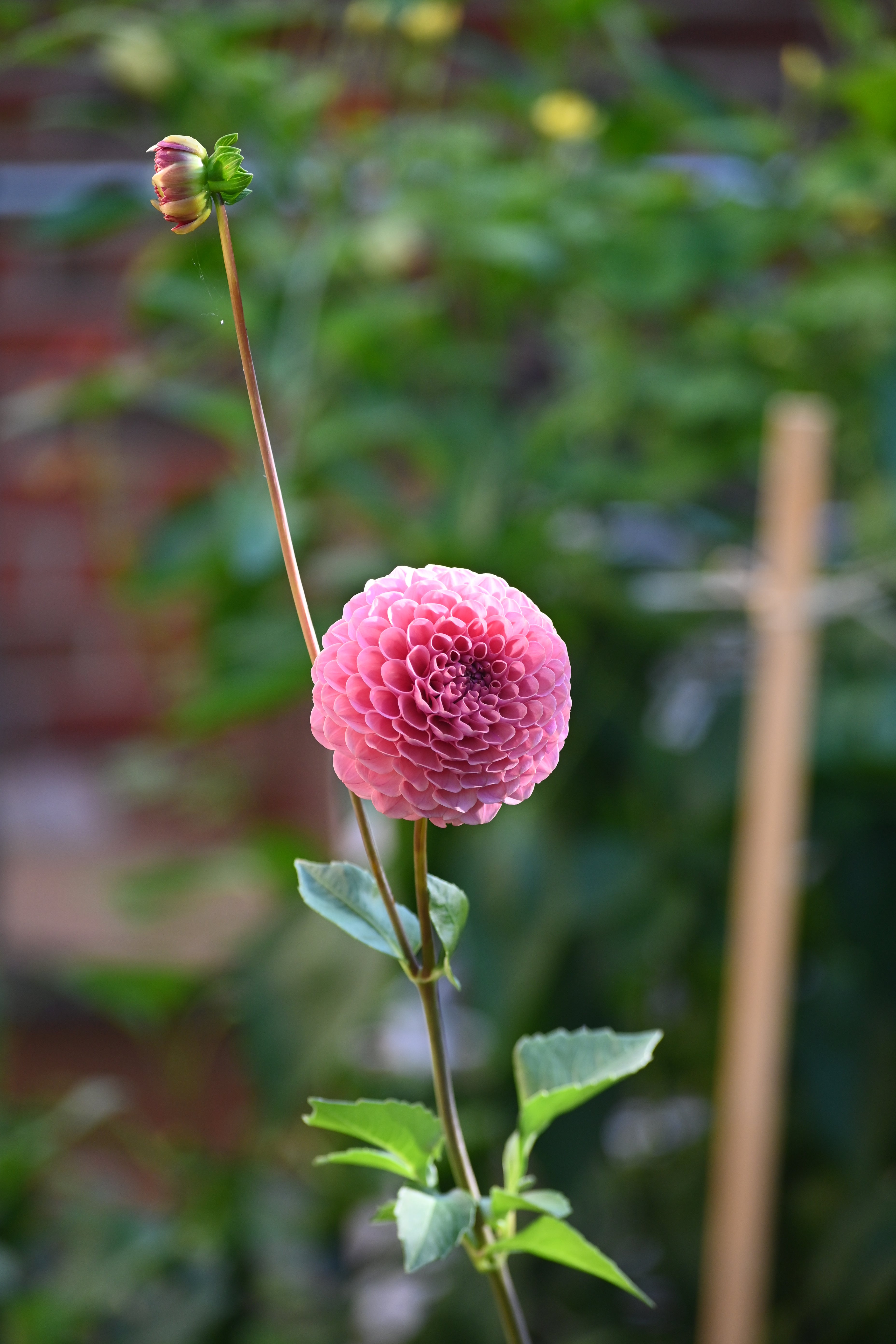 Jun's Rich Rose