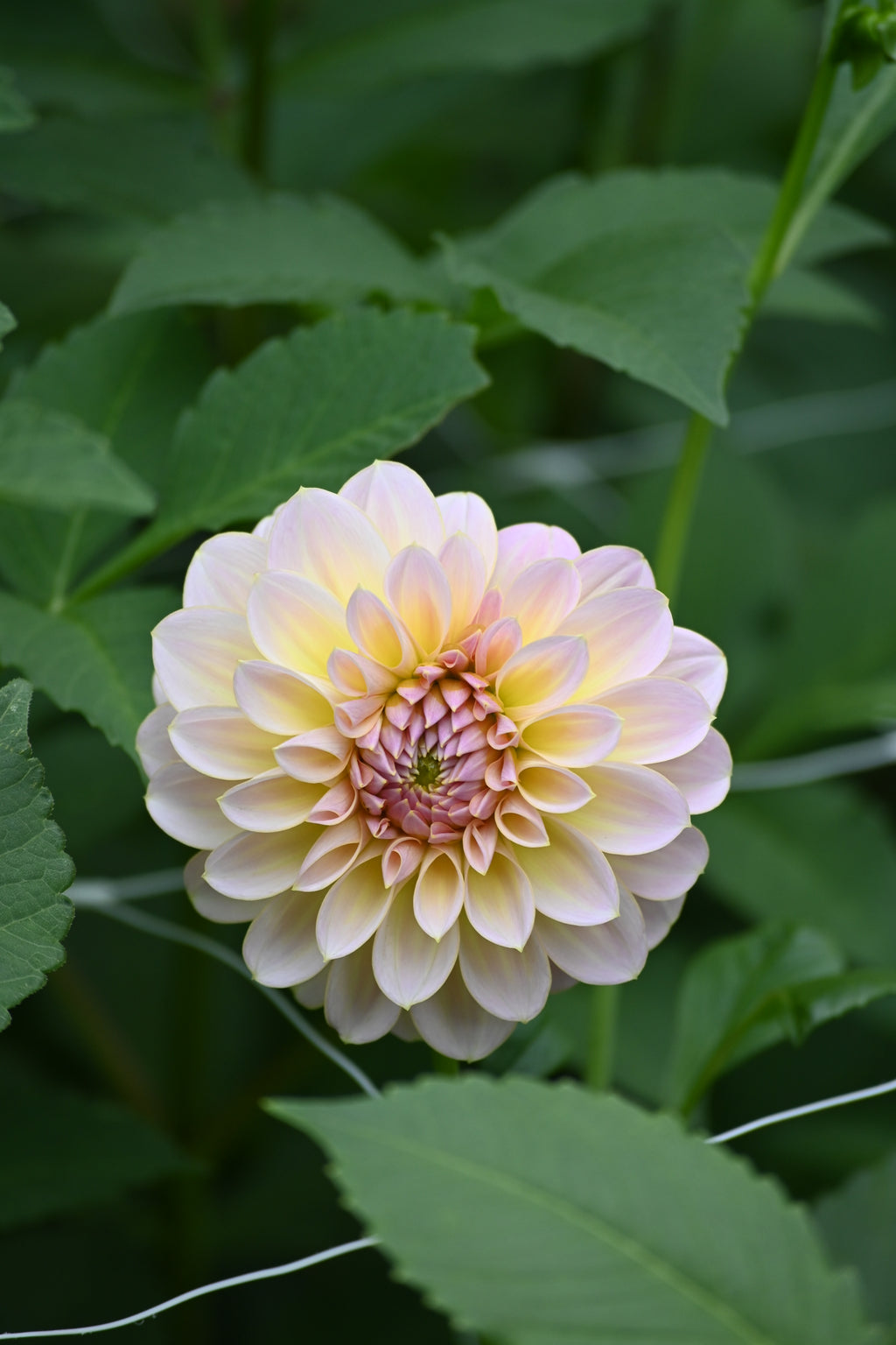 Sun Kissed Primrose