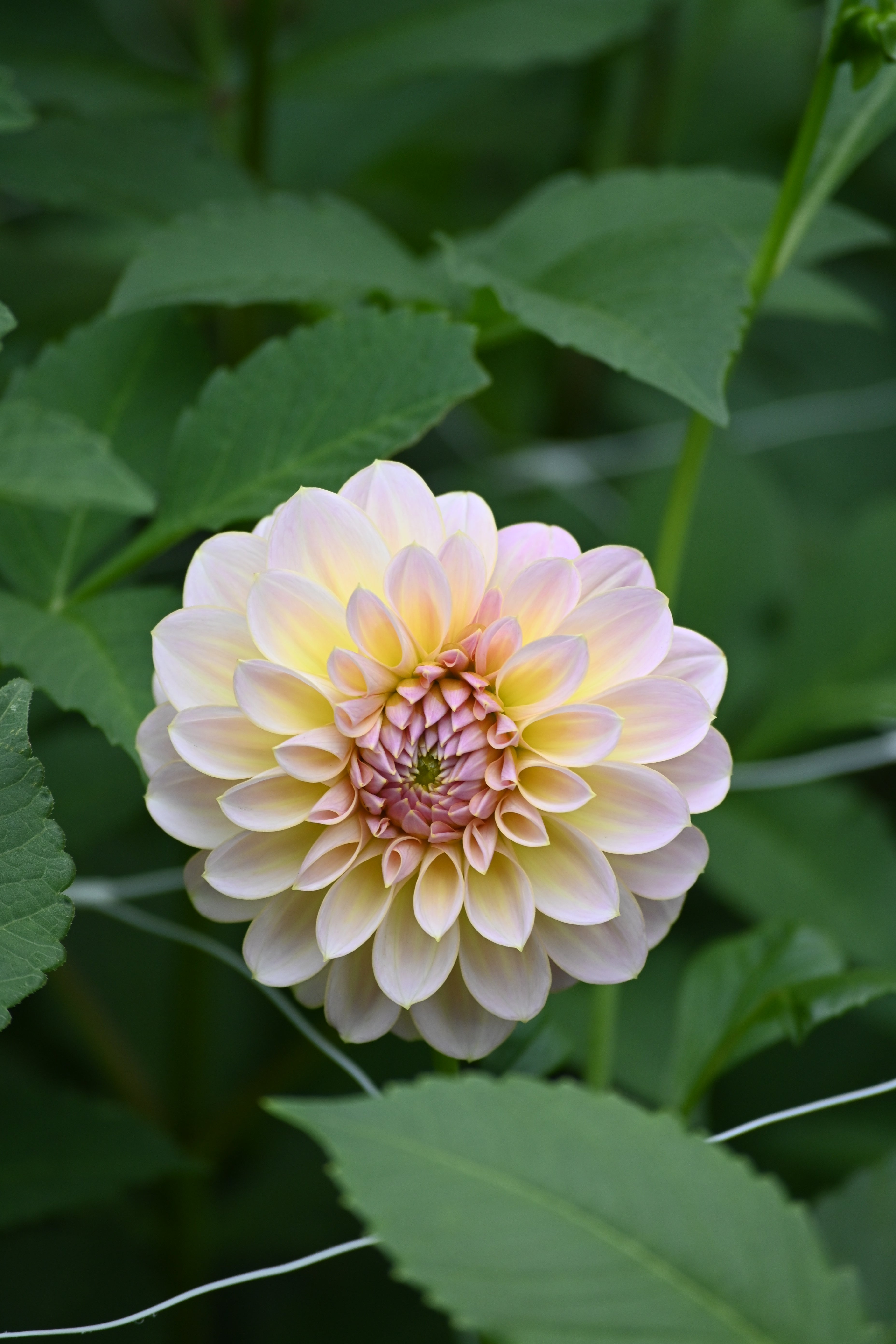 Sun Kissed Primrose