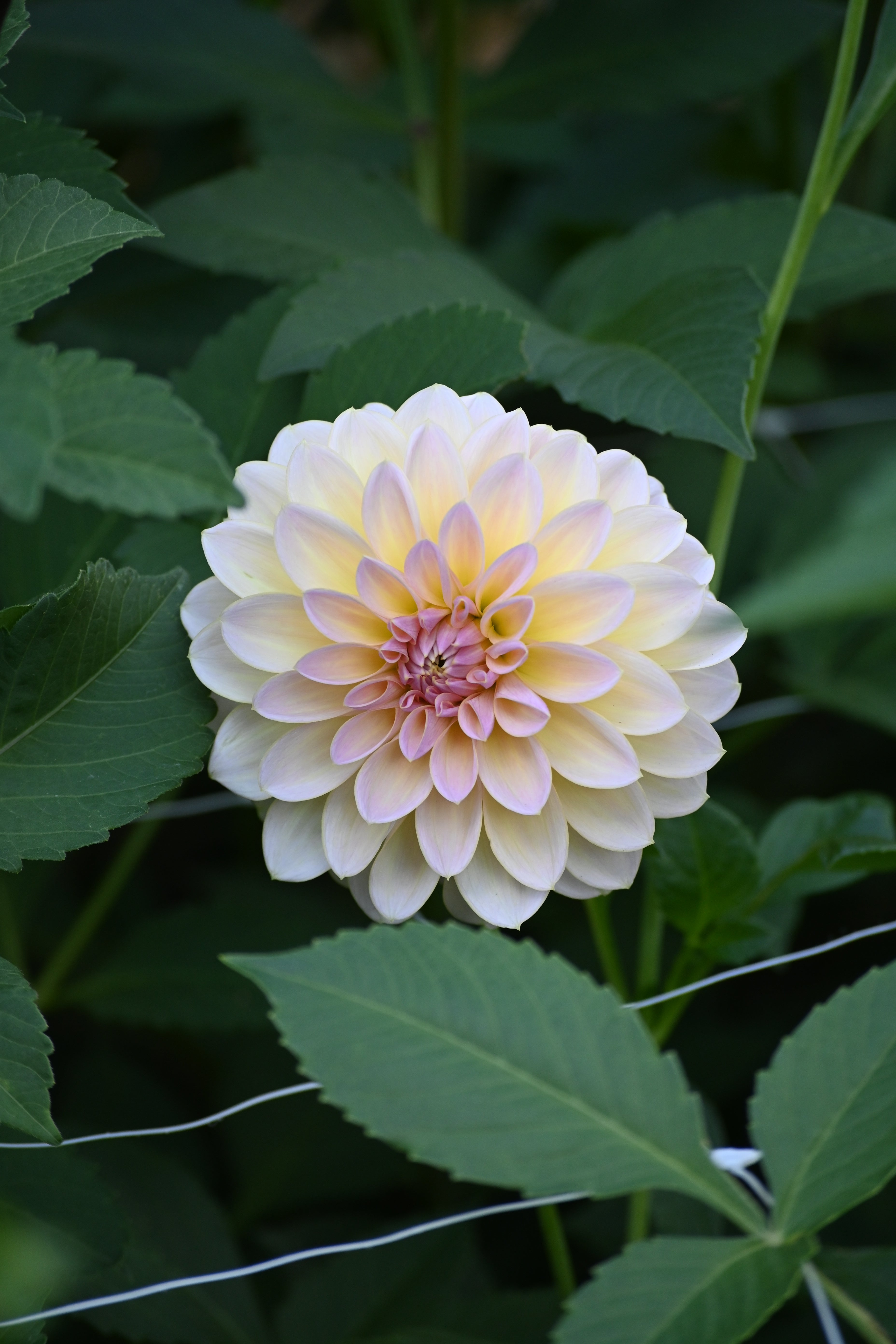 Sun Kissed Primrose
