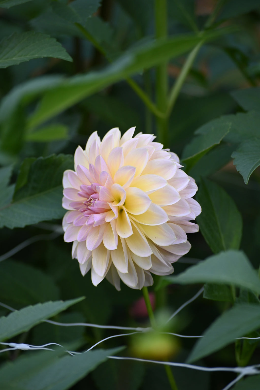 Sun Kissed Primrose