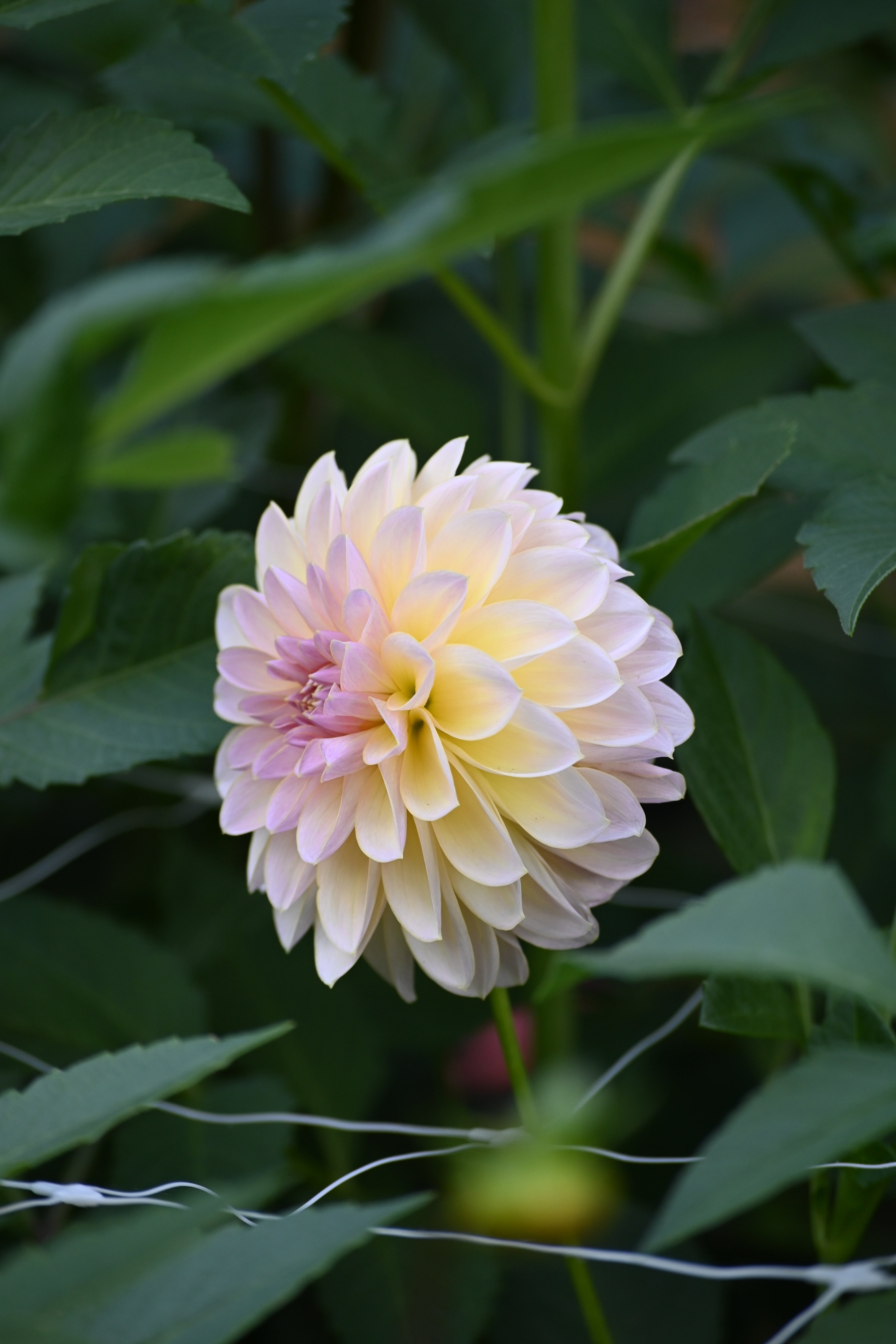 Sun Kissed Primrose