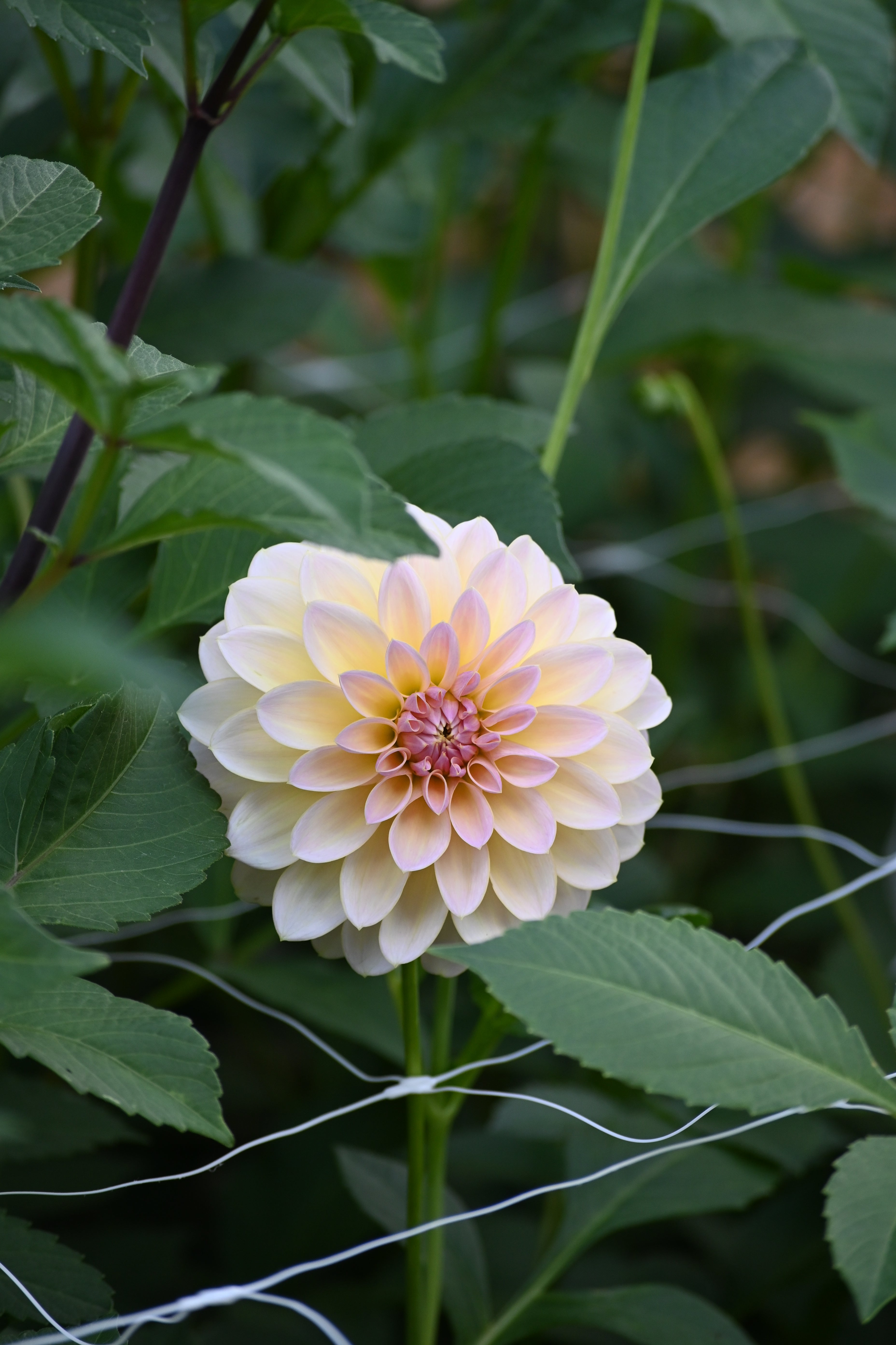 Sun Kissed Primrose