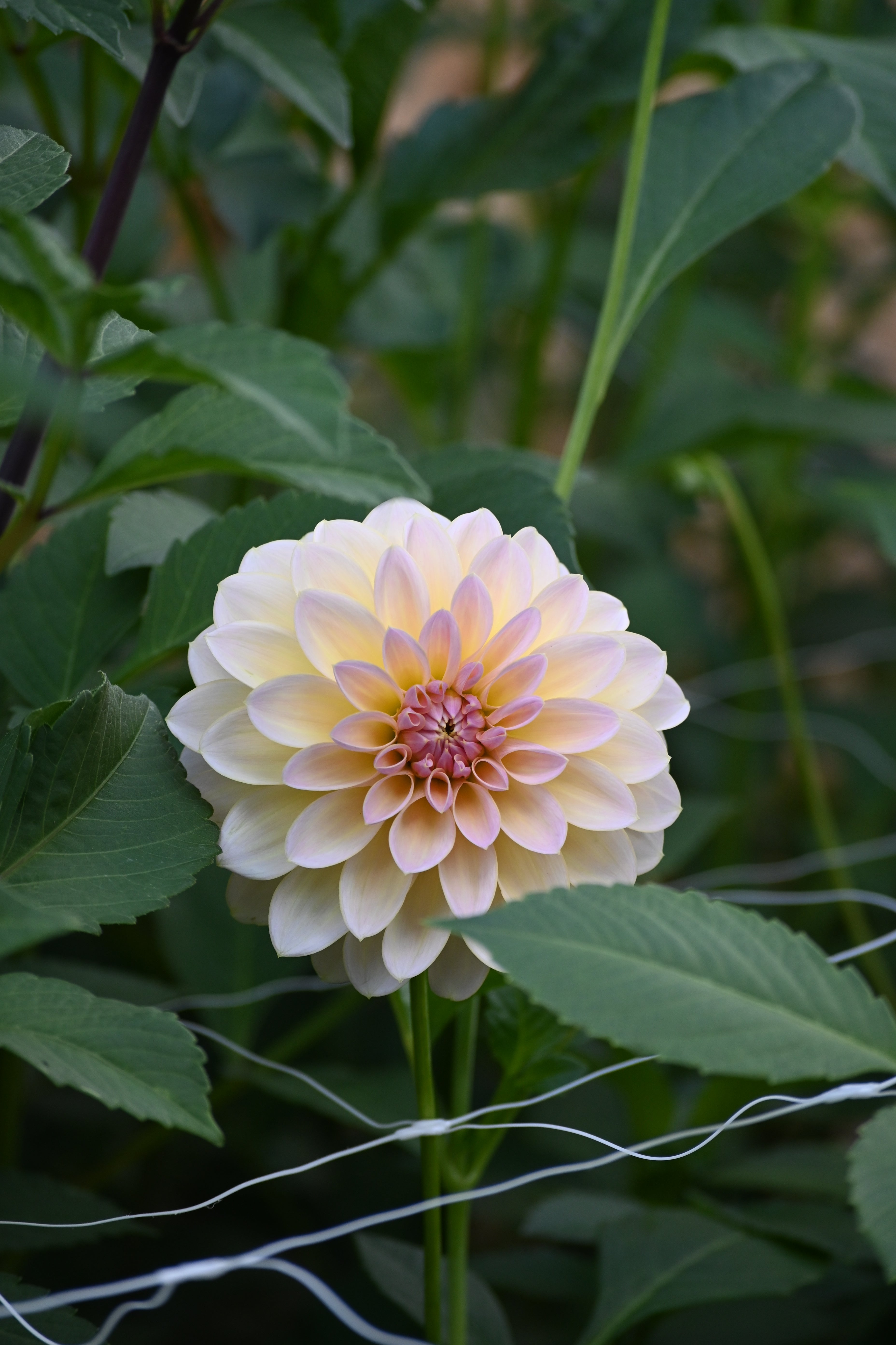 Sun Kissed Primrose