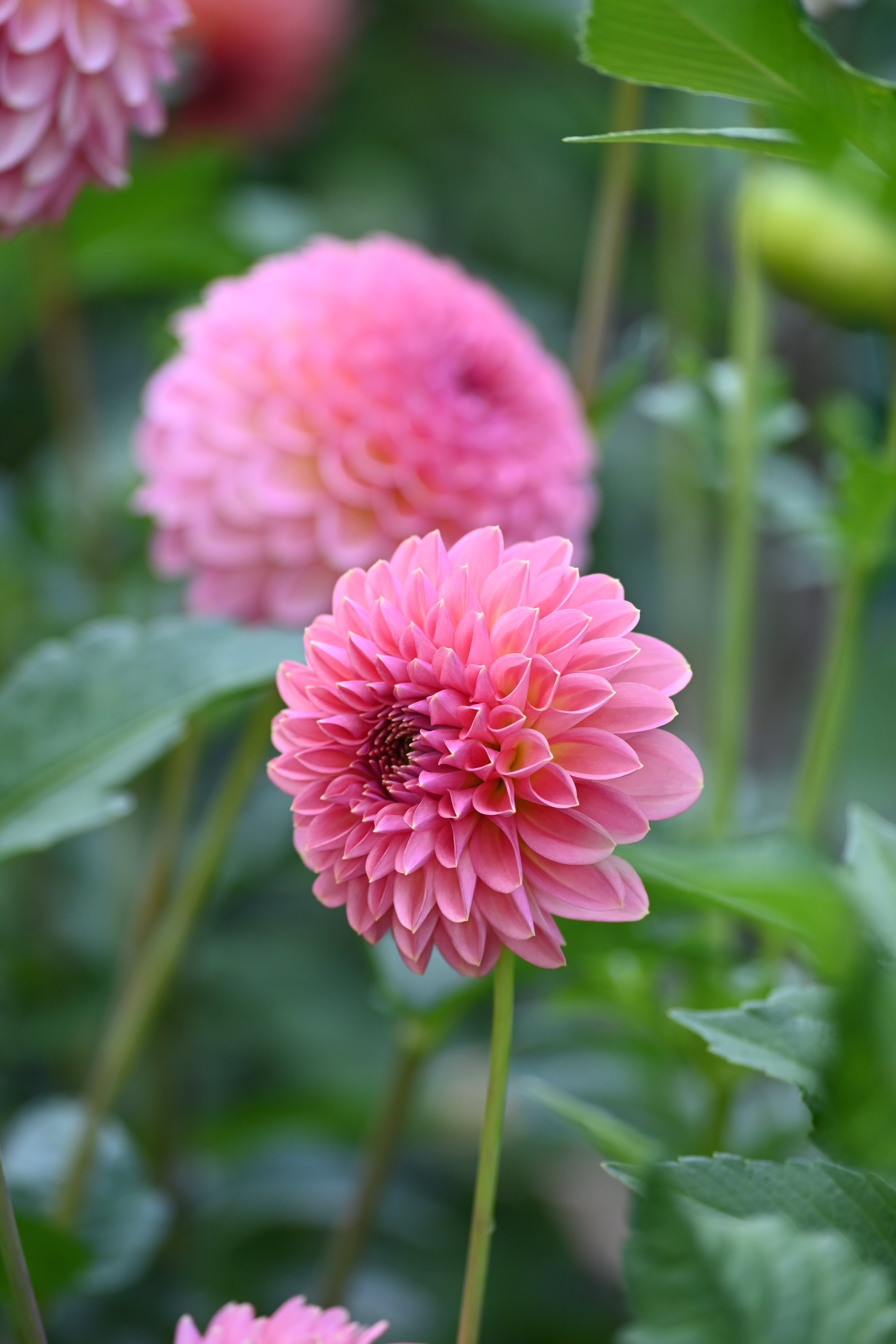 Jun's Tipped Pink - LIMIT 1
