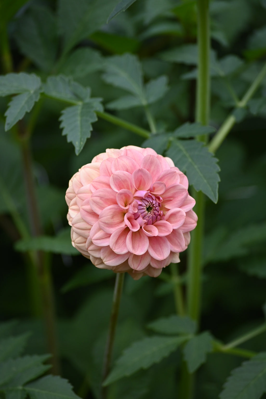 Buffed Apricot