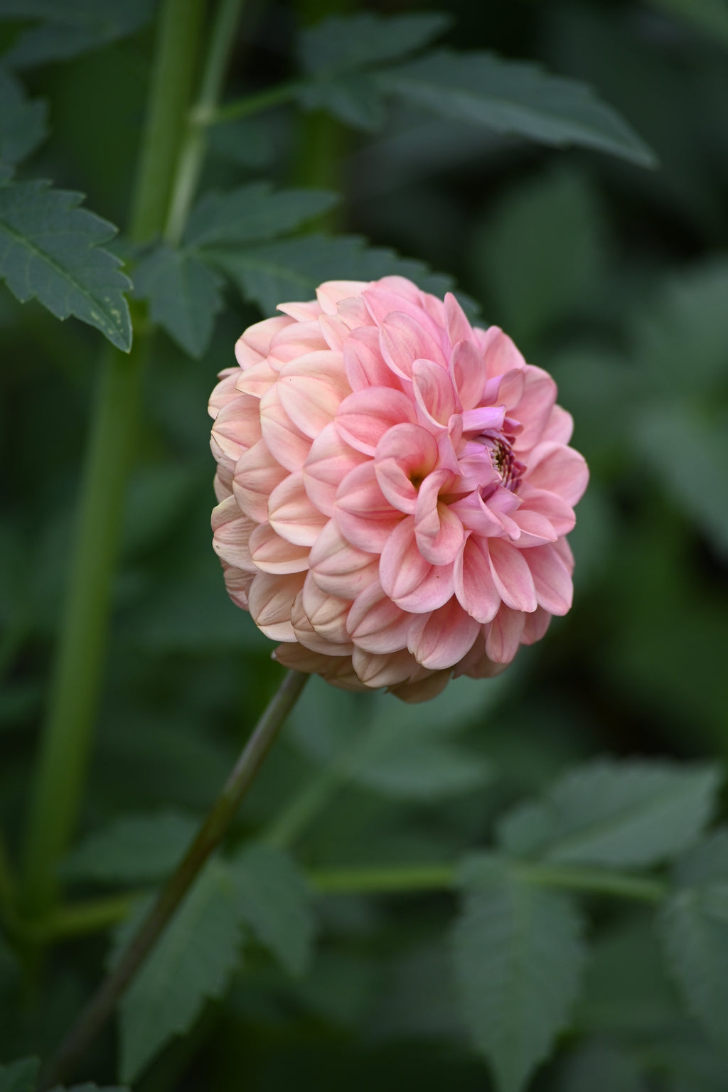 Buffed Apricot