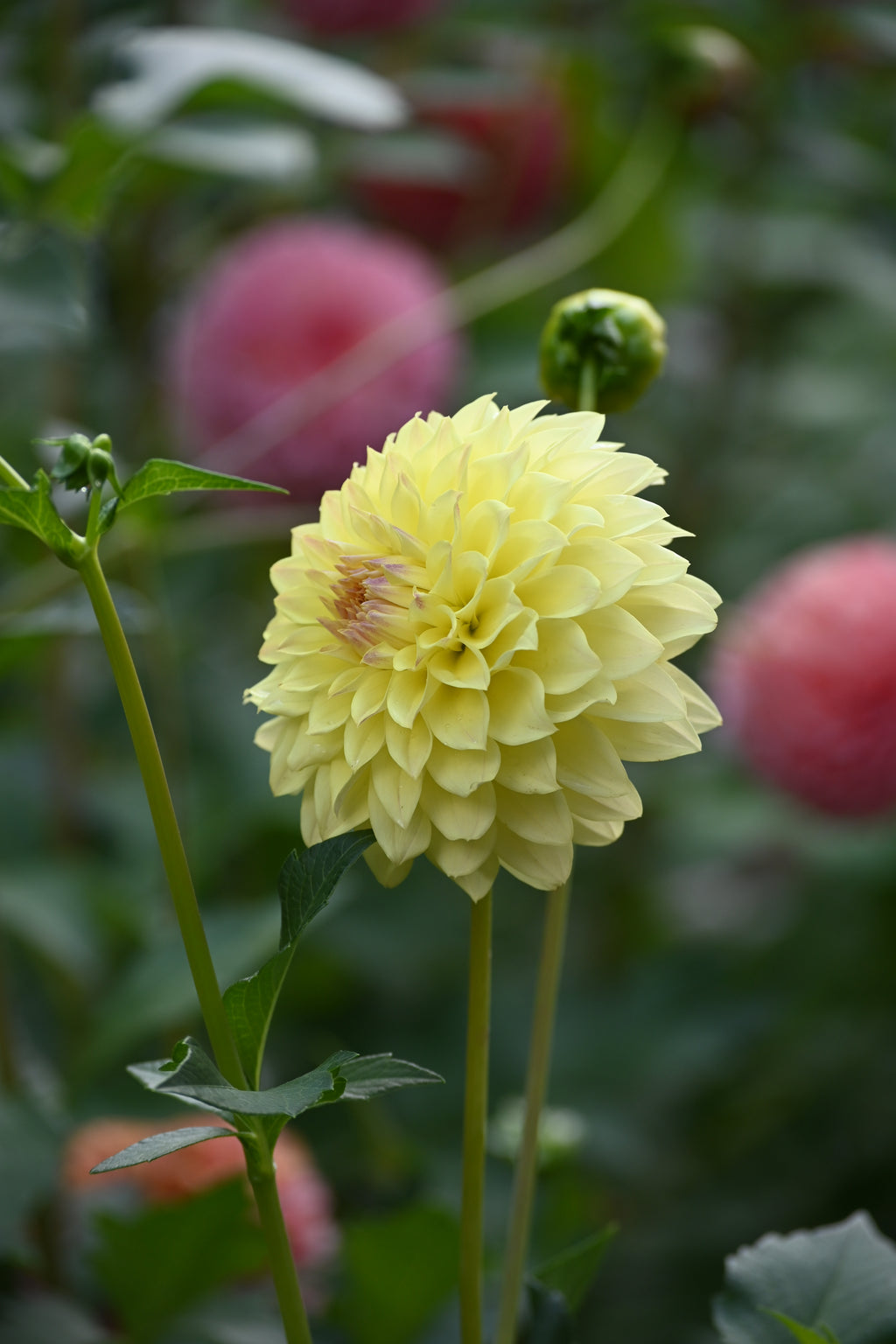Jun's Fading Primrose