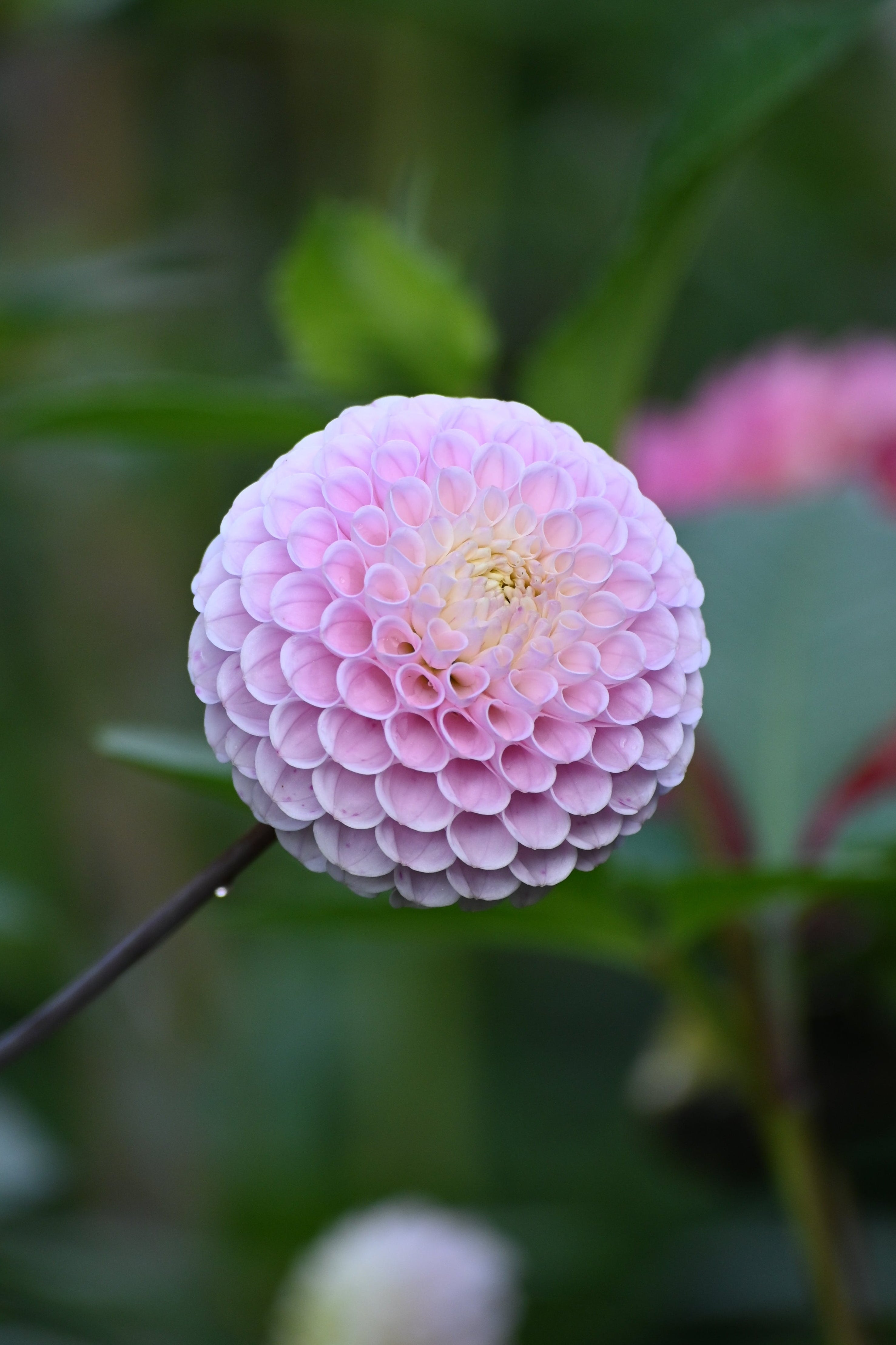 20th Ave Delicada - LIMIT 1