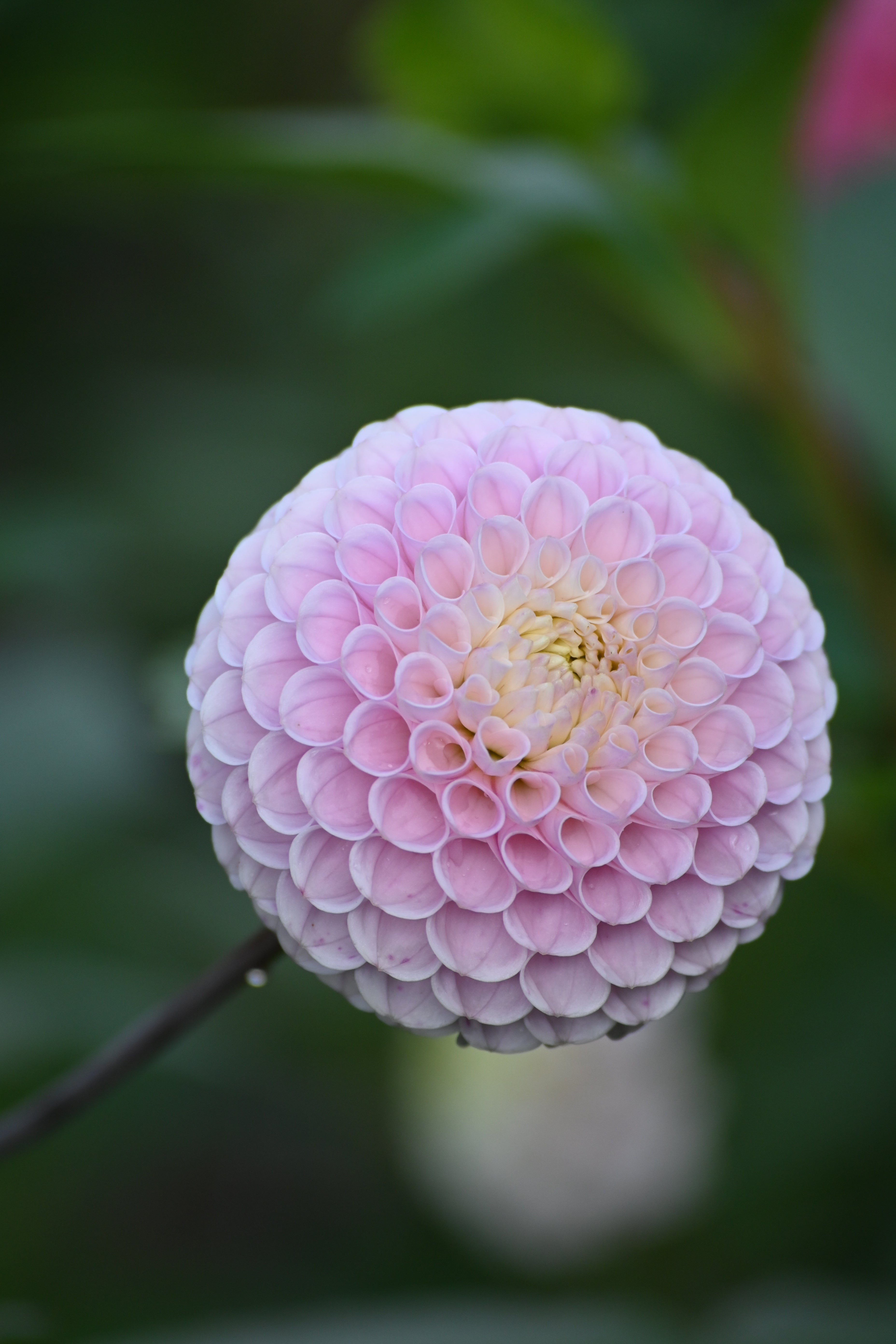 20th Ave Delicada - LIMIT 1