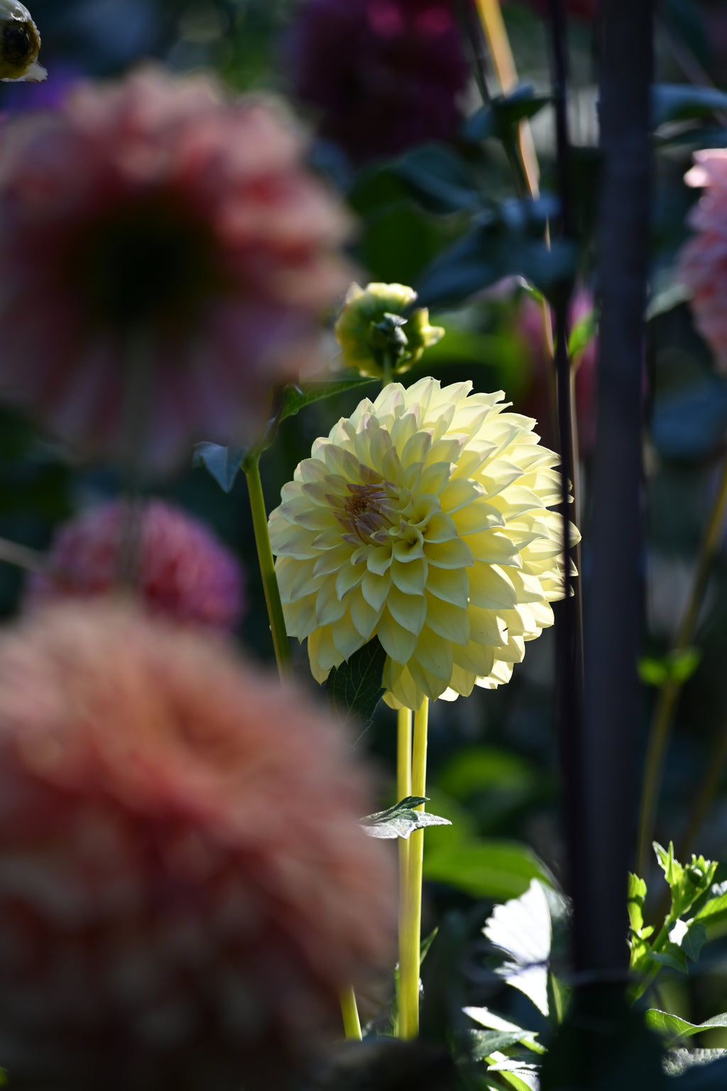 Jun's Fading Primrose