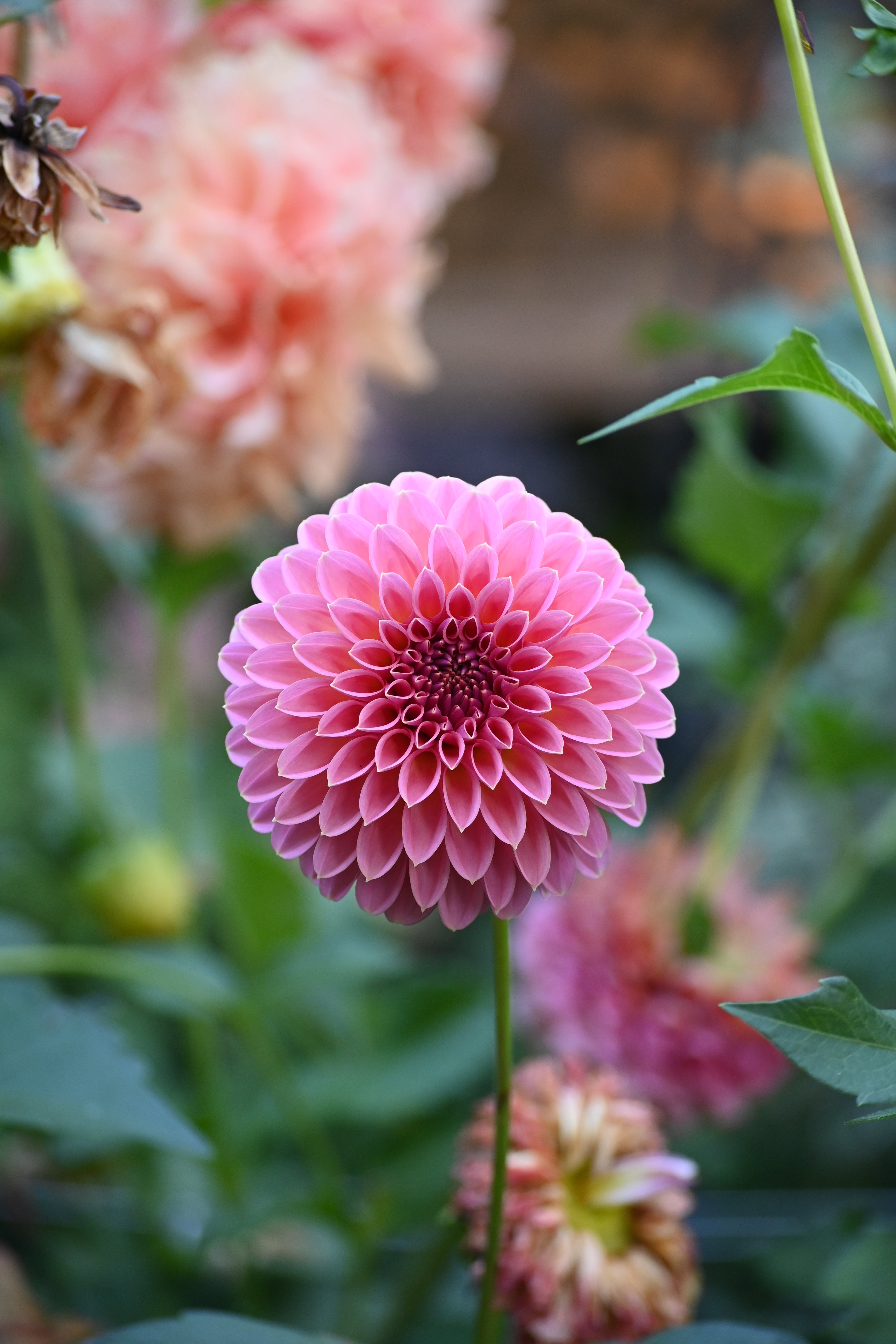 Jun's Tipped Pink - LIMIT 1