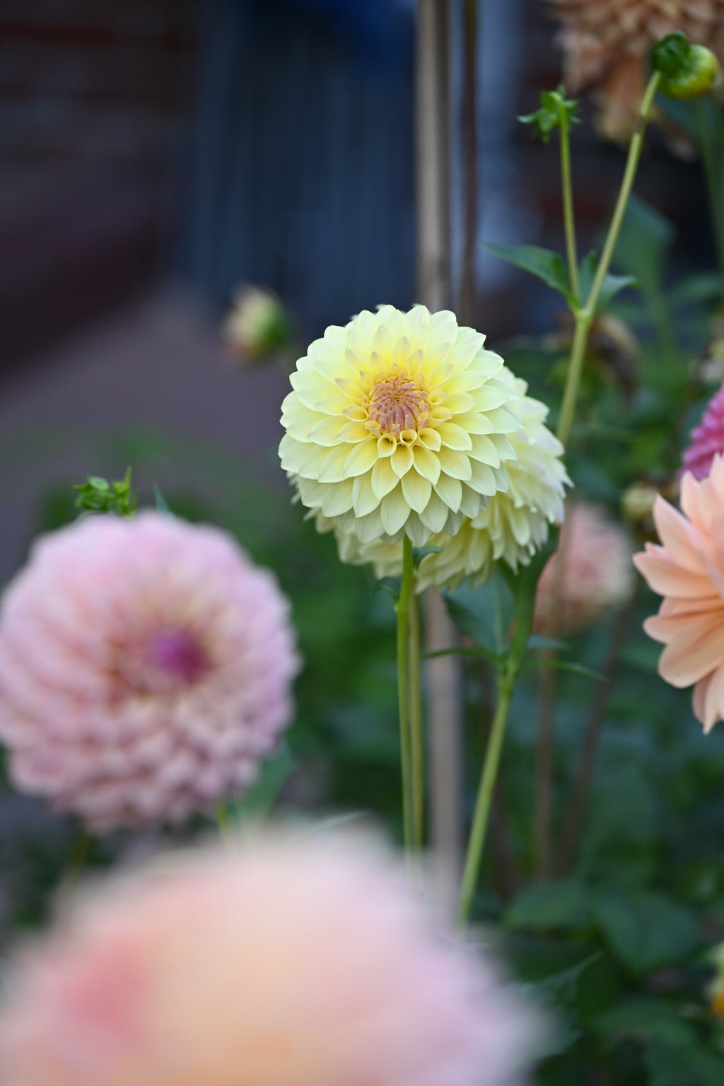 Jun's Fading Primrose