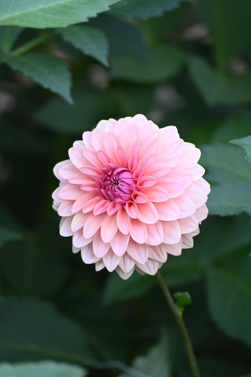 Fading Pink