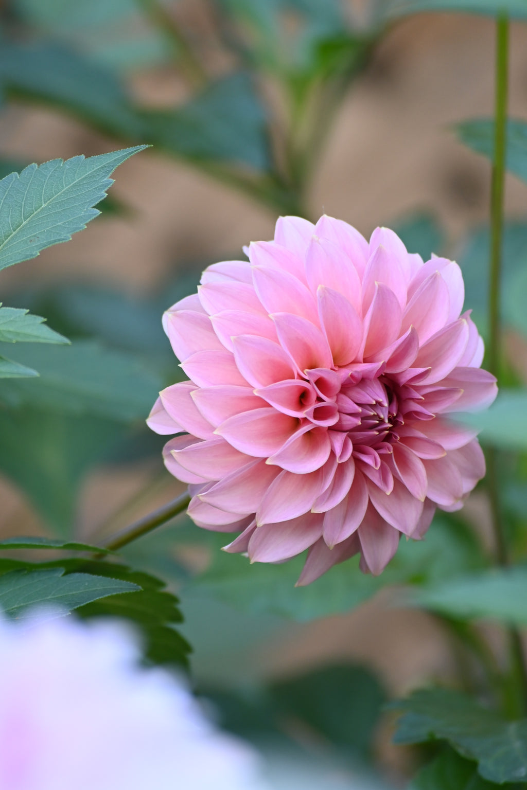 Araluen