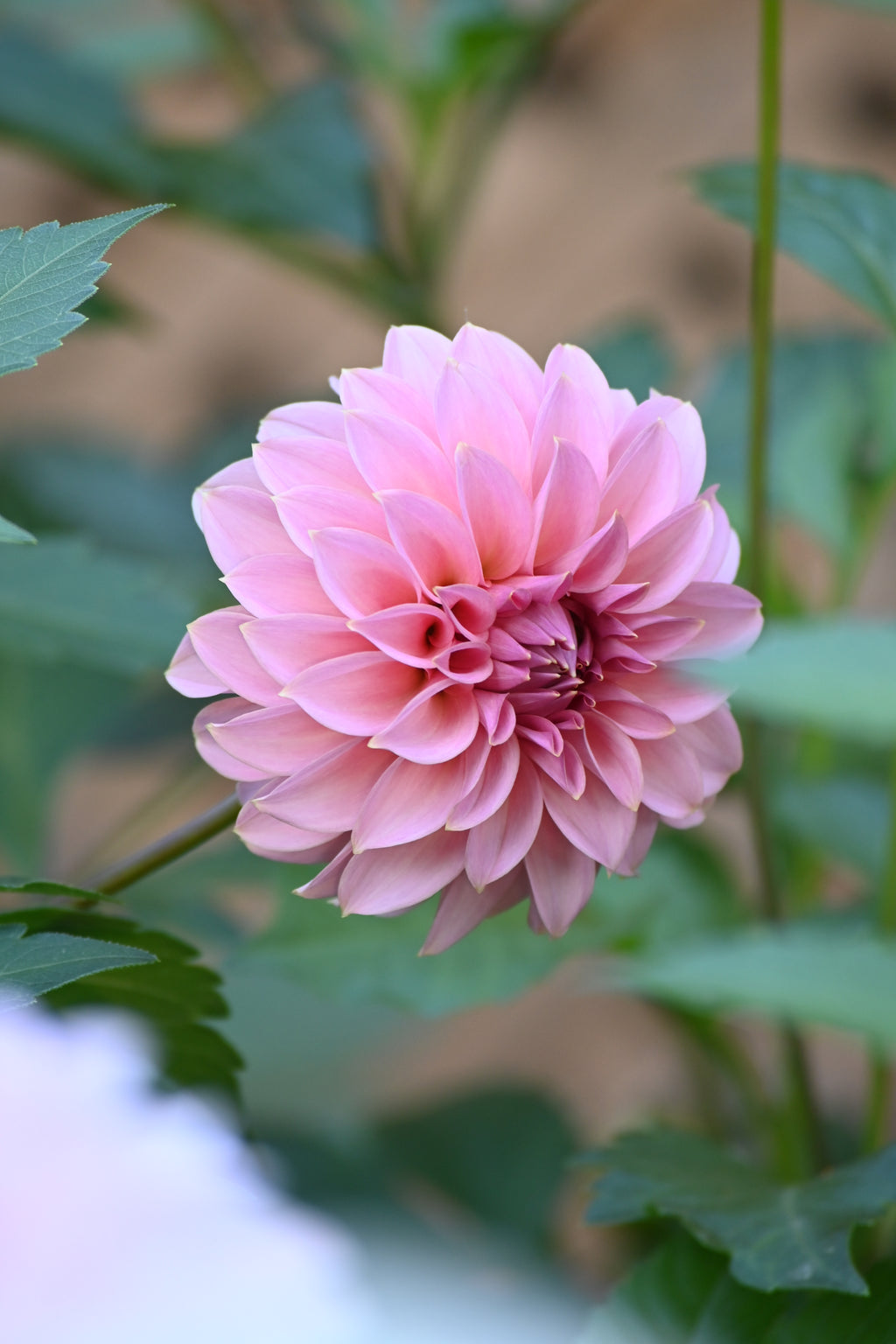 Araluen
