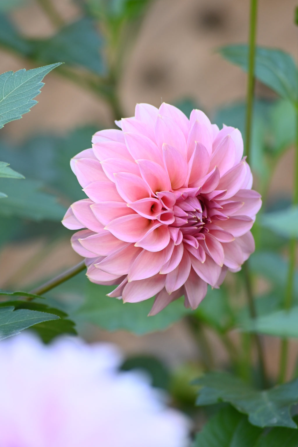 Araluen
