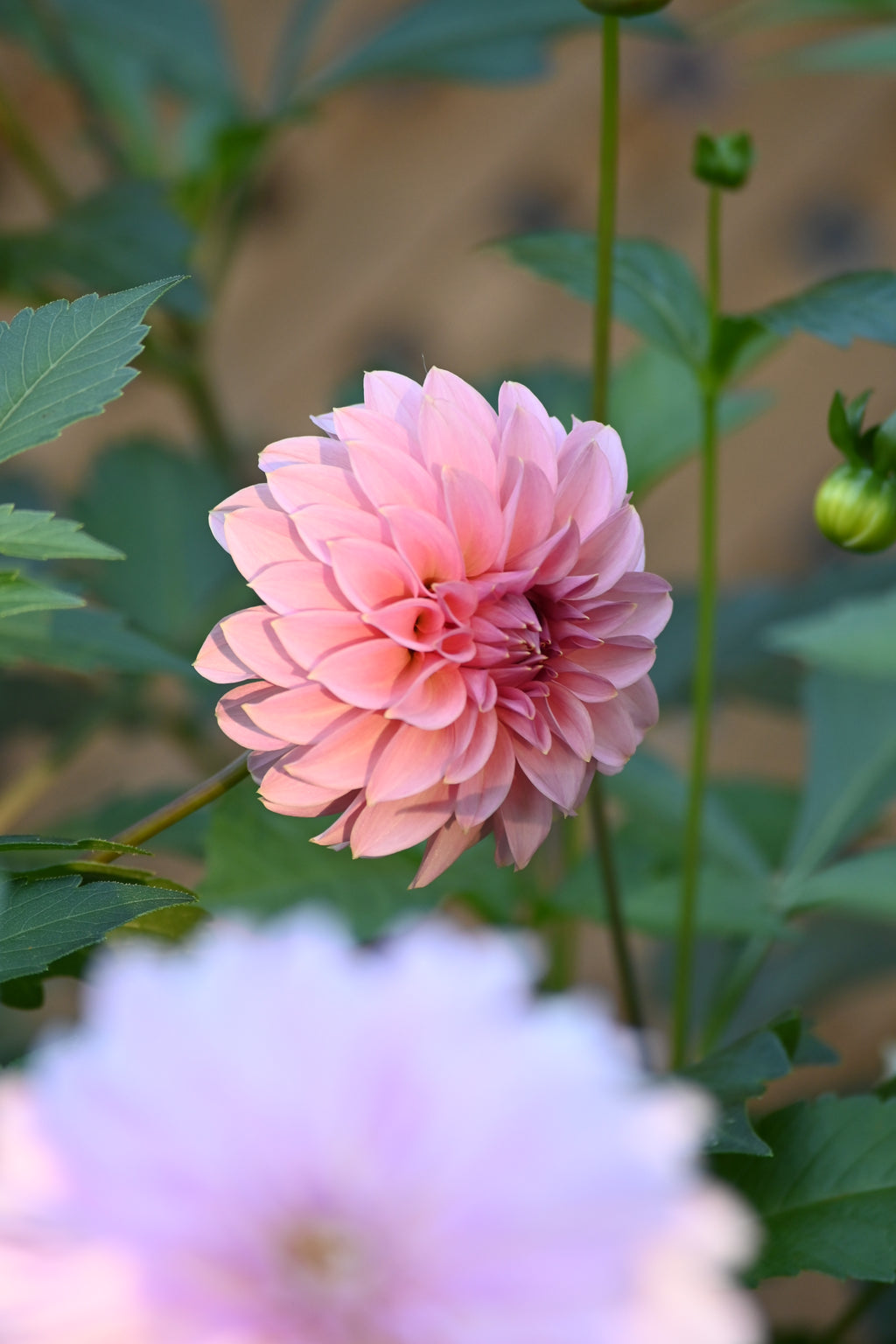 Araluen