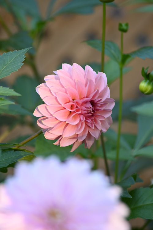 Araluen