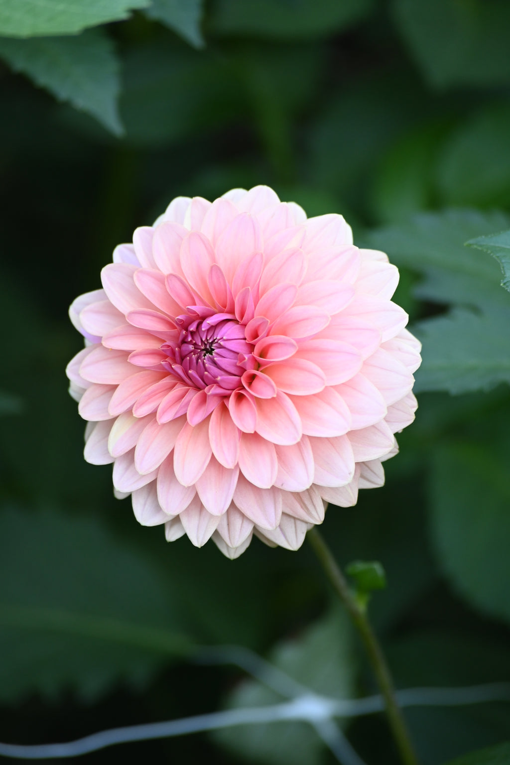 Fading Pink