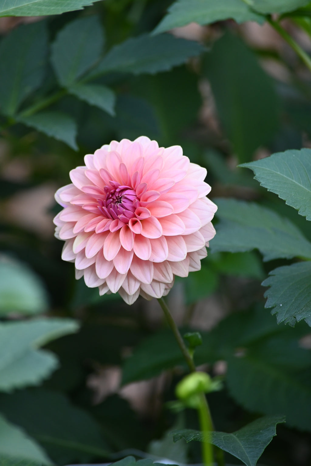 Fading Pink