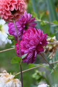 Sandia Bertha
