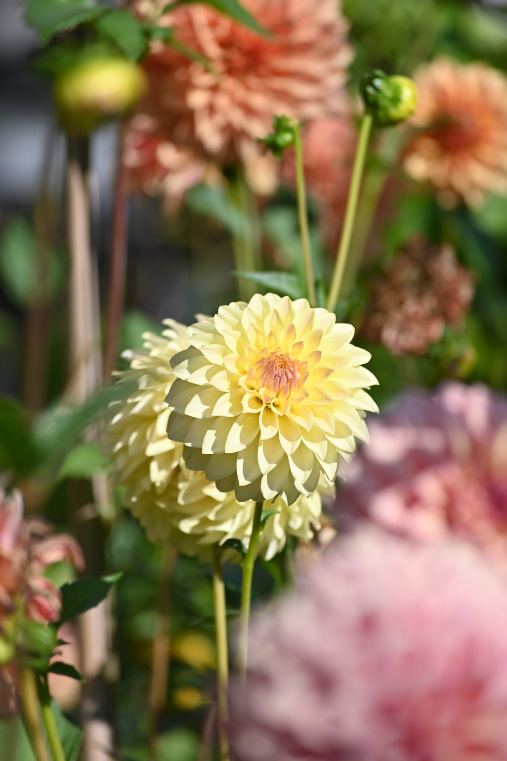 Jun's Fading Primrose