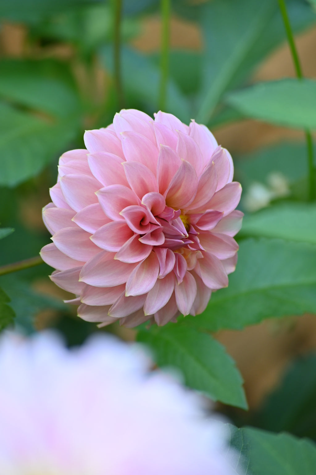Araluen