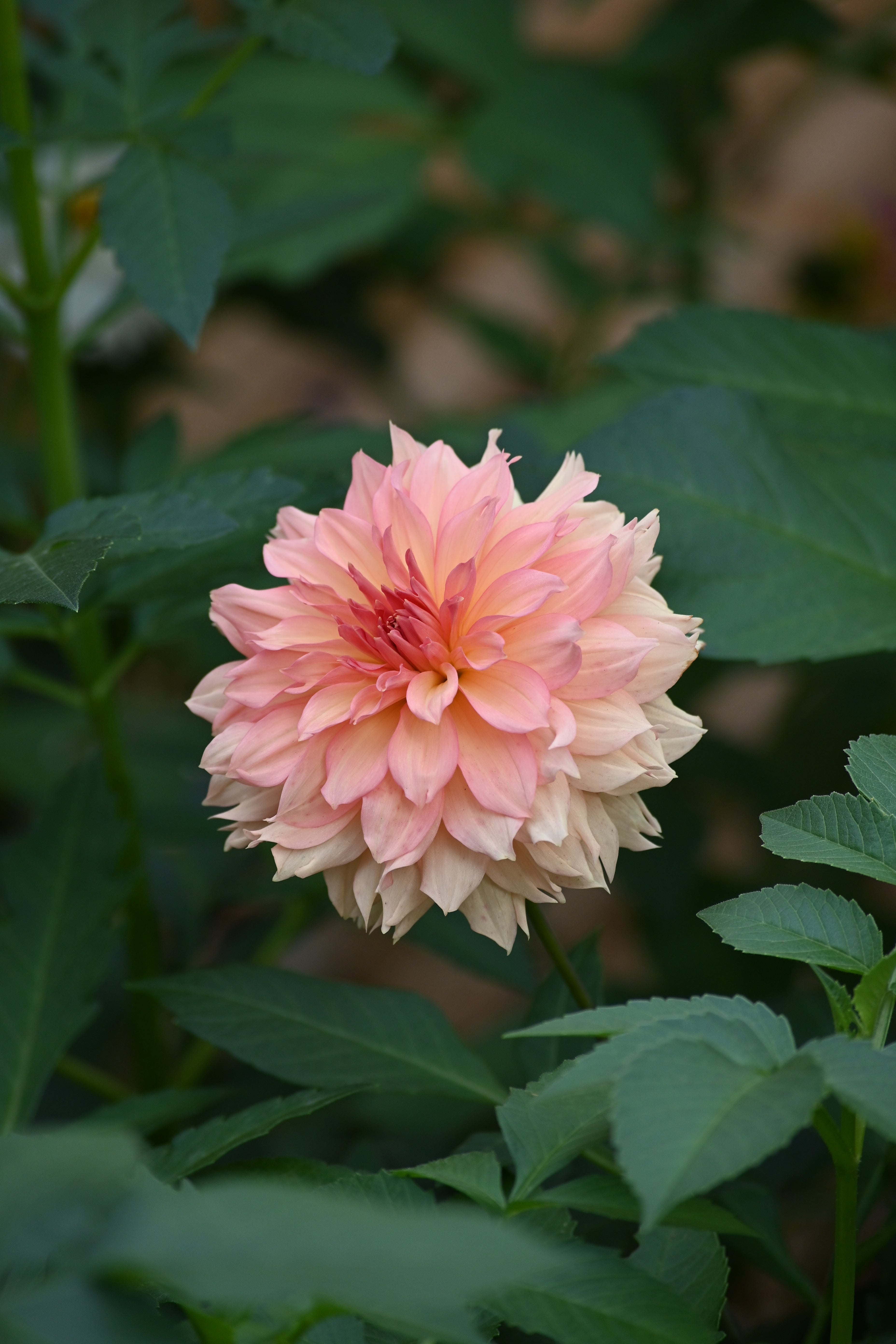 Ruffly Sunset