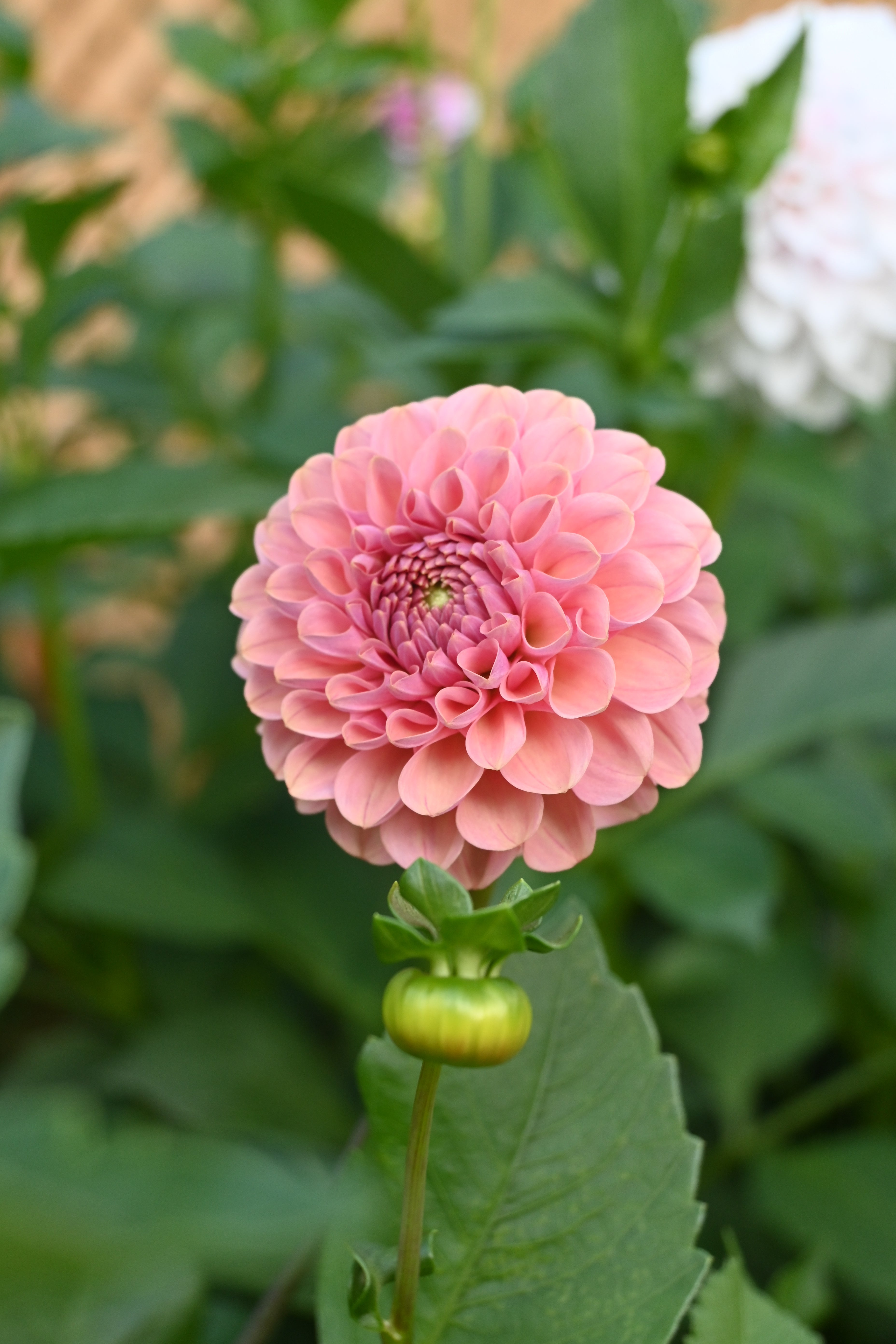 Jun's Rich Rose