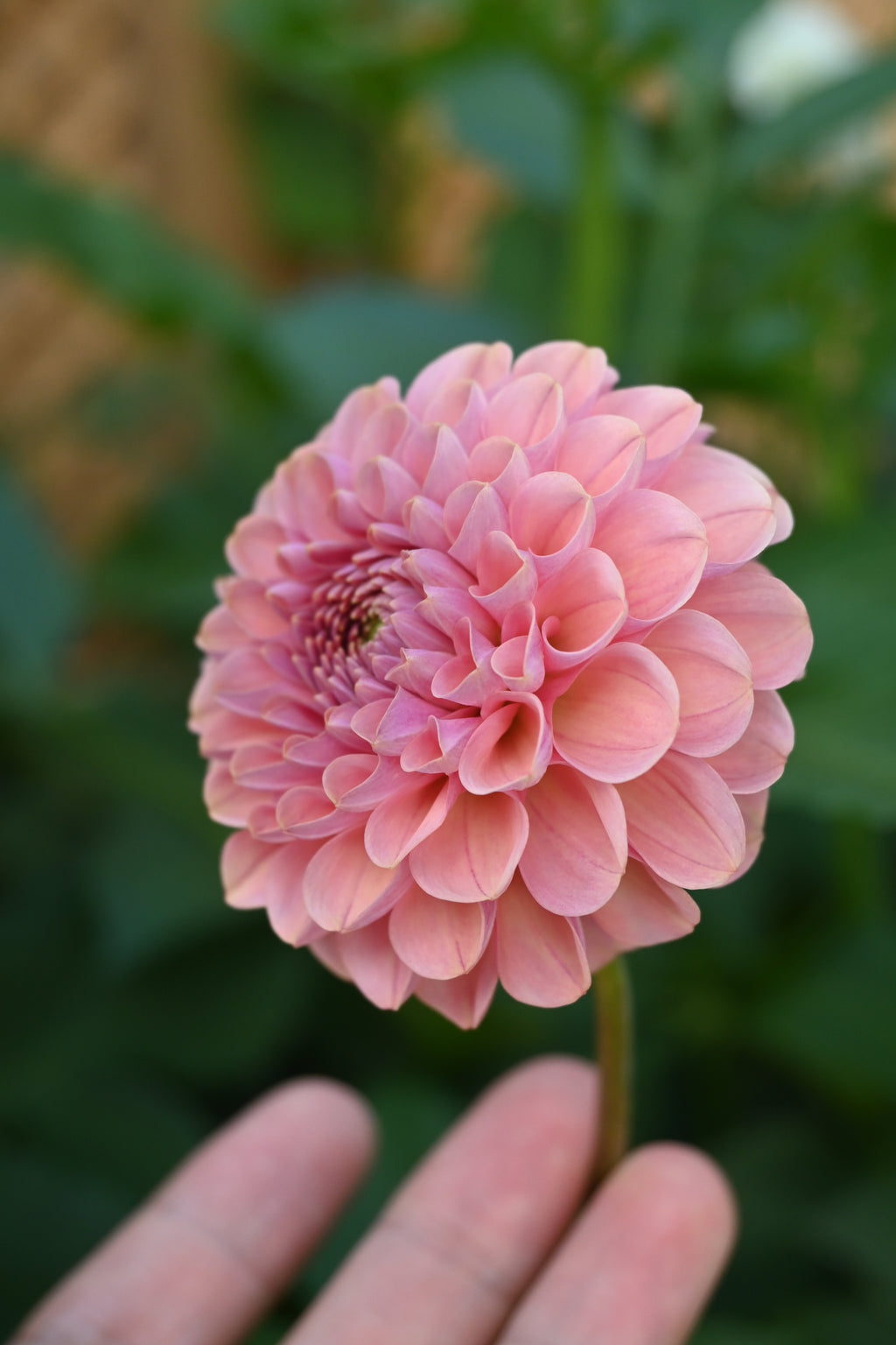 Jun's Rich Rose