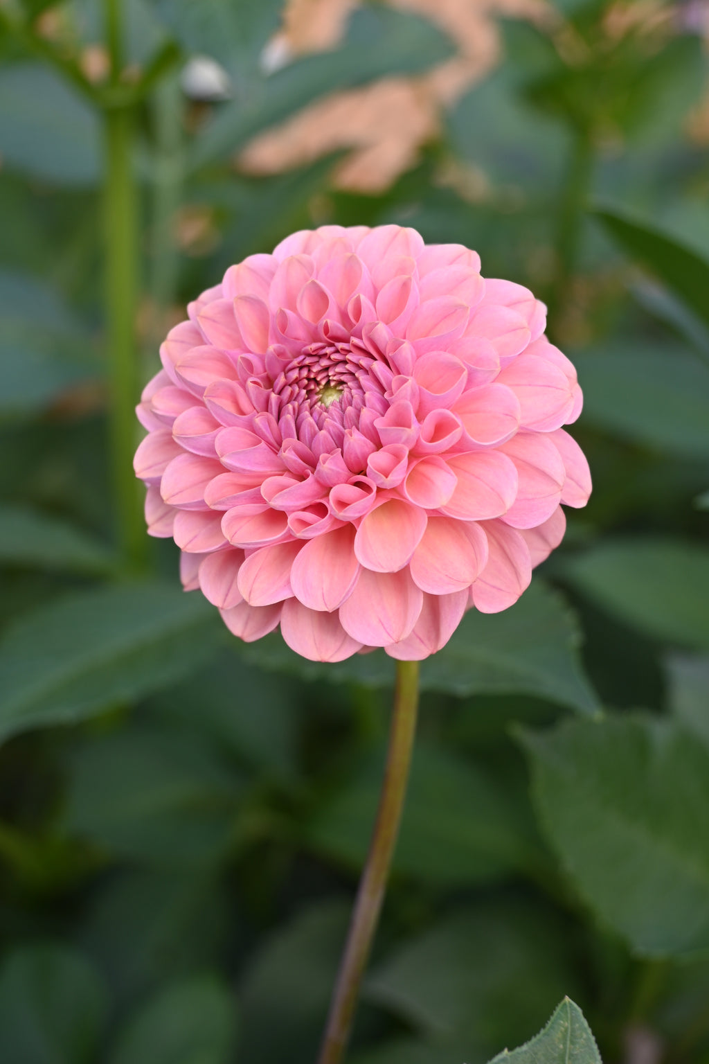 Jun's Rich Rose