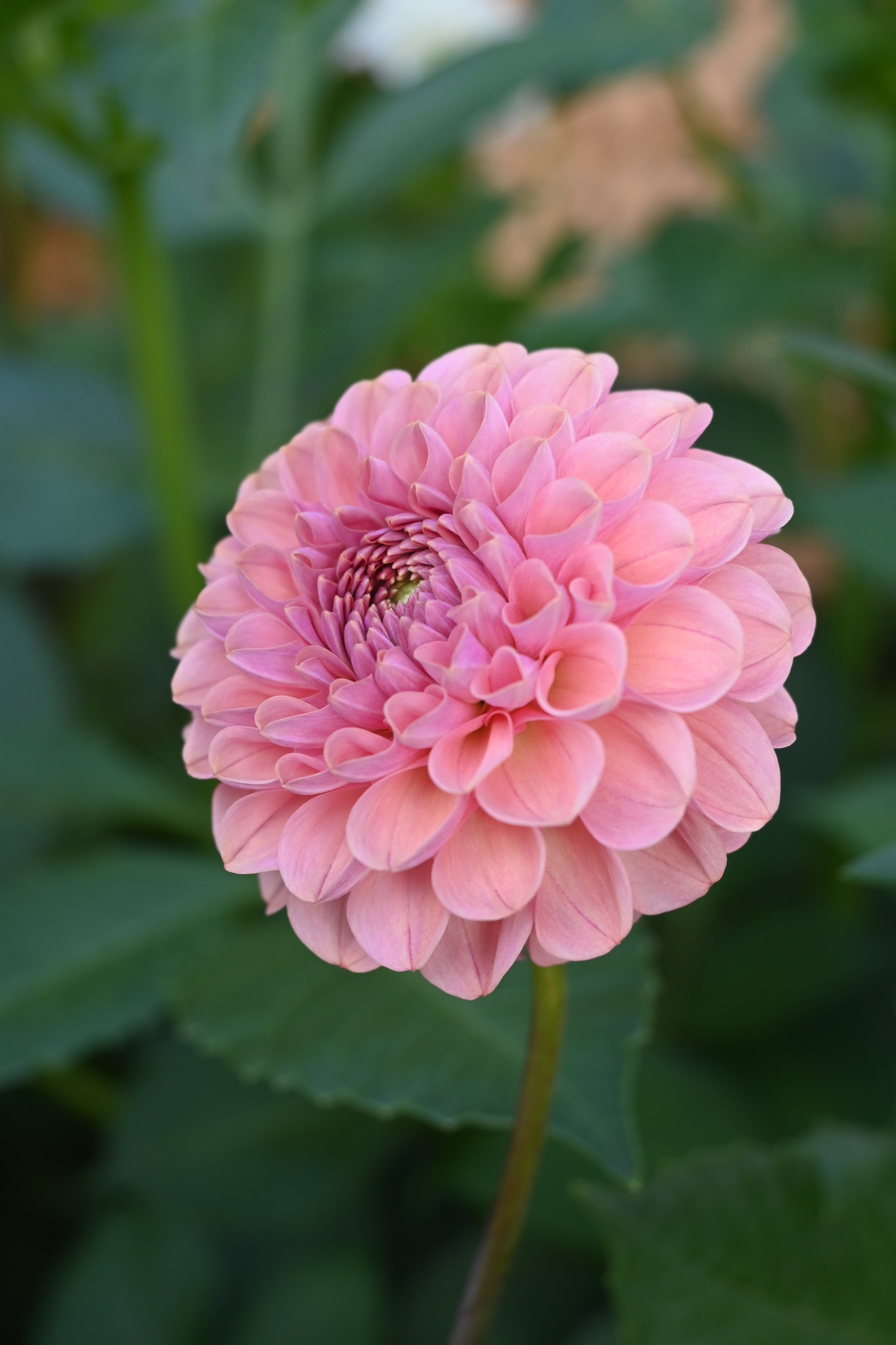 Jun's Rich Rose