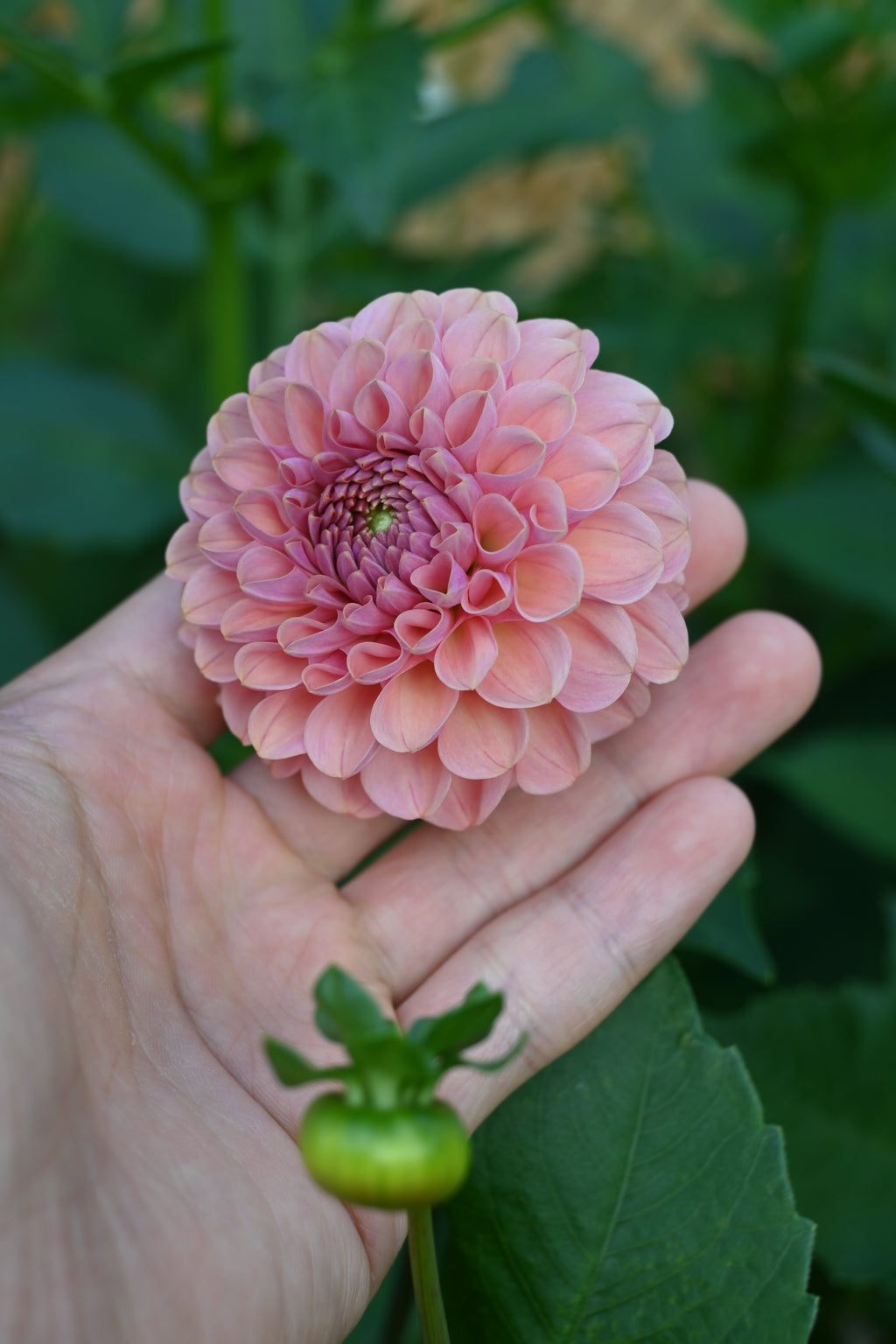 Jun's Rich Rose