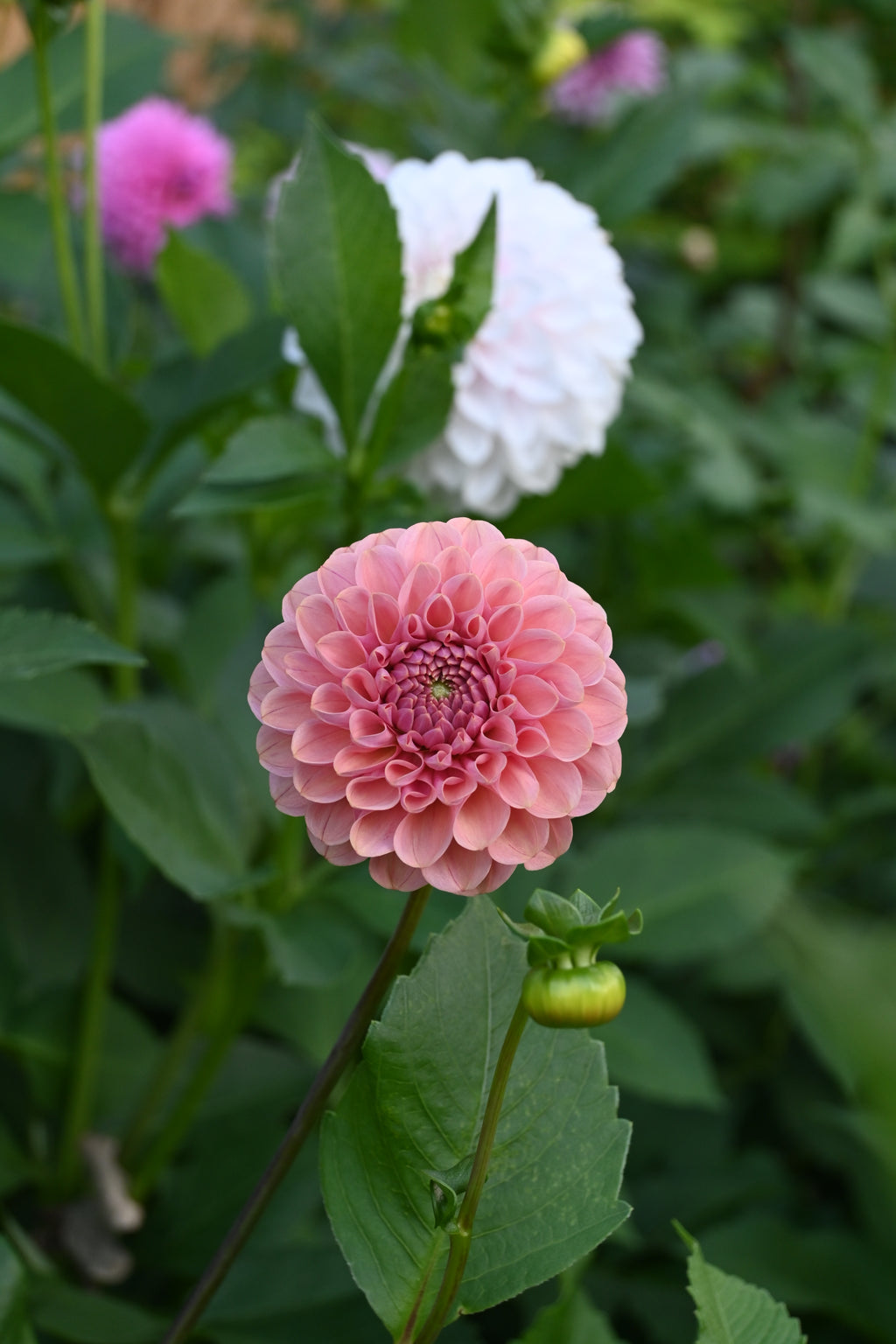 Jun's Rich Rose