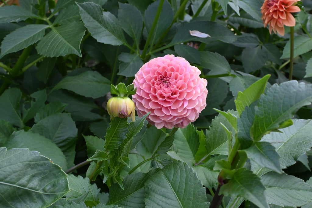 Jun's Rich Rose
