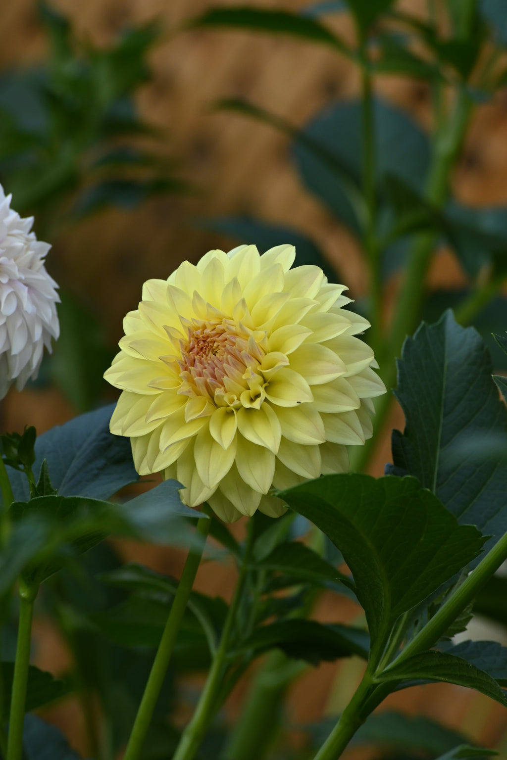 Jun's Fading Primrose