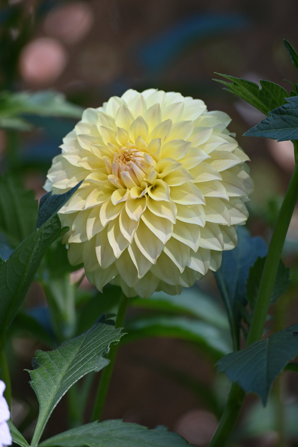 Jun's Fading Primrose